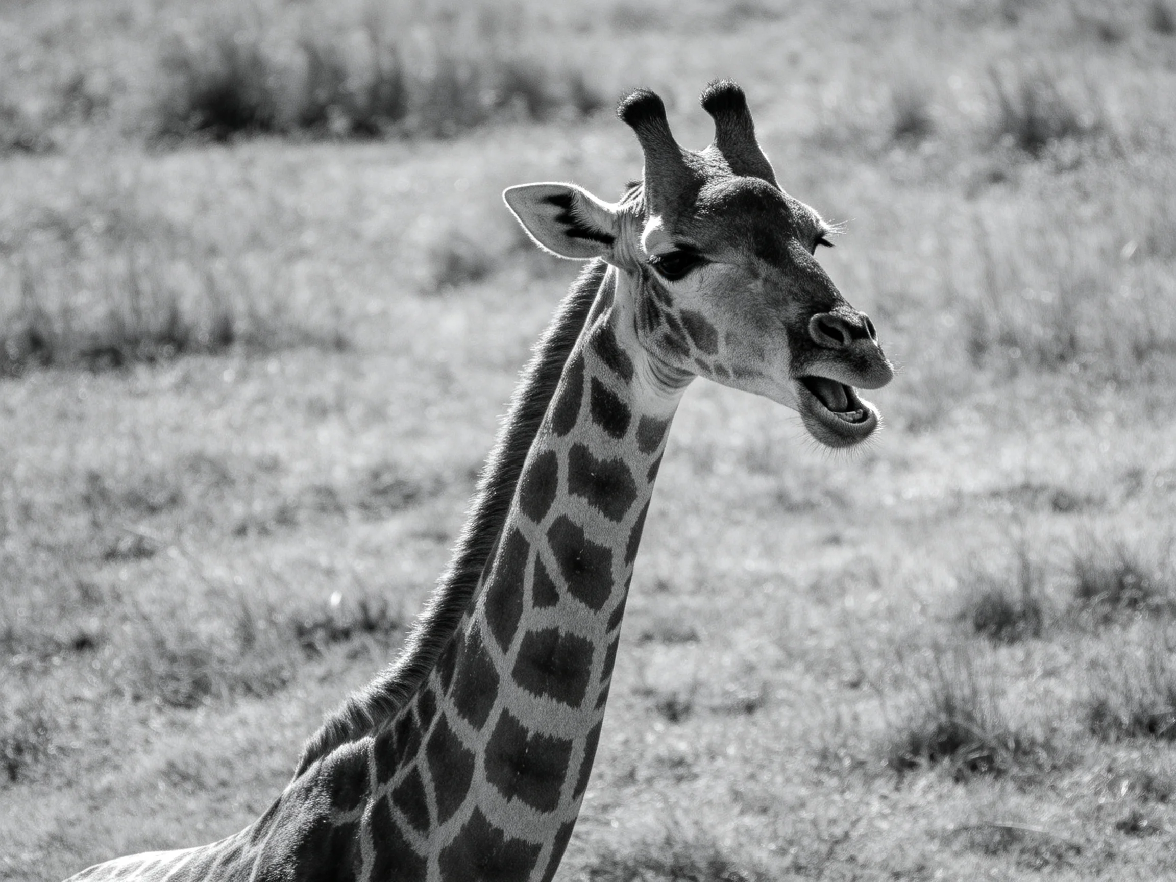 A black - and - white image of a giraffe with its mouth open in a grassy landscape.