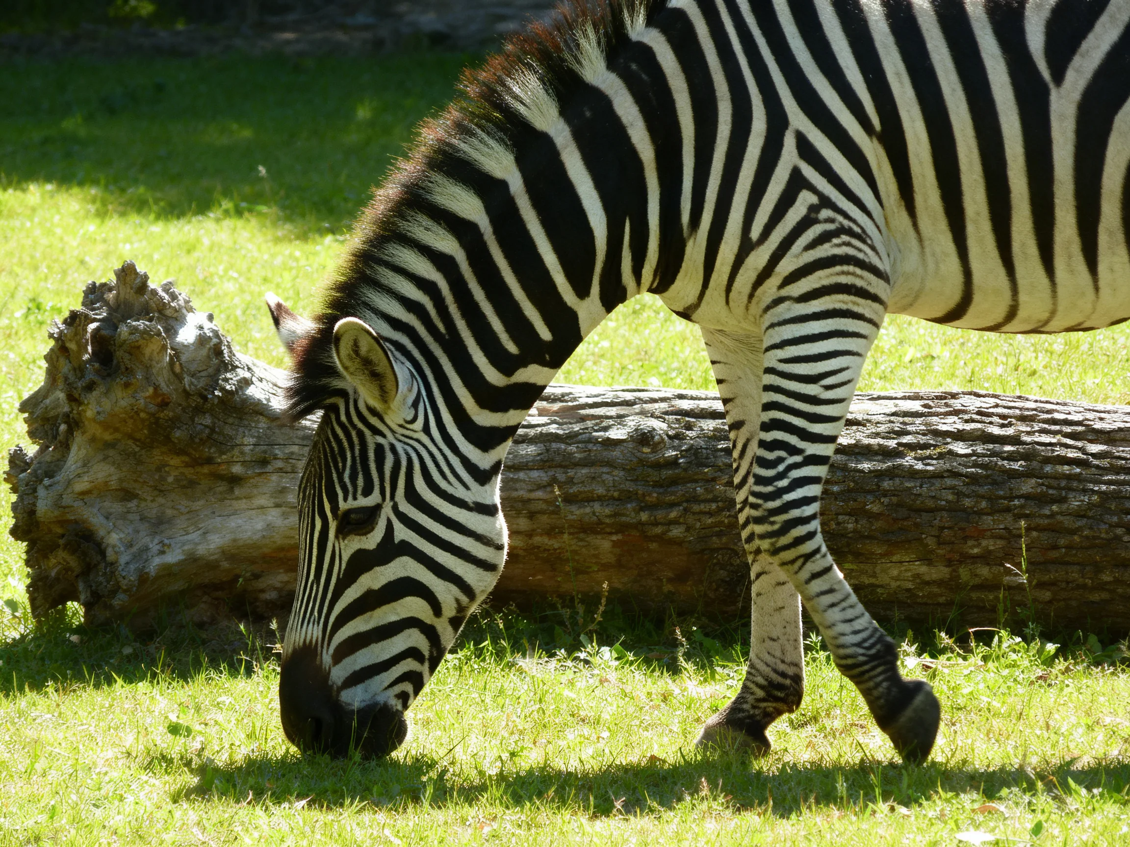 A zebra with bold stripes feeds on grass next to a big log