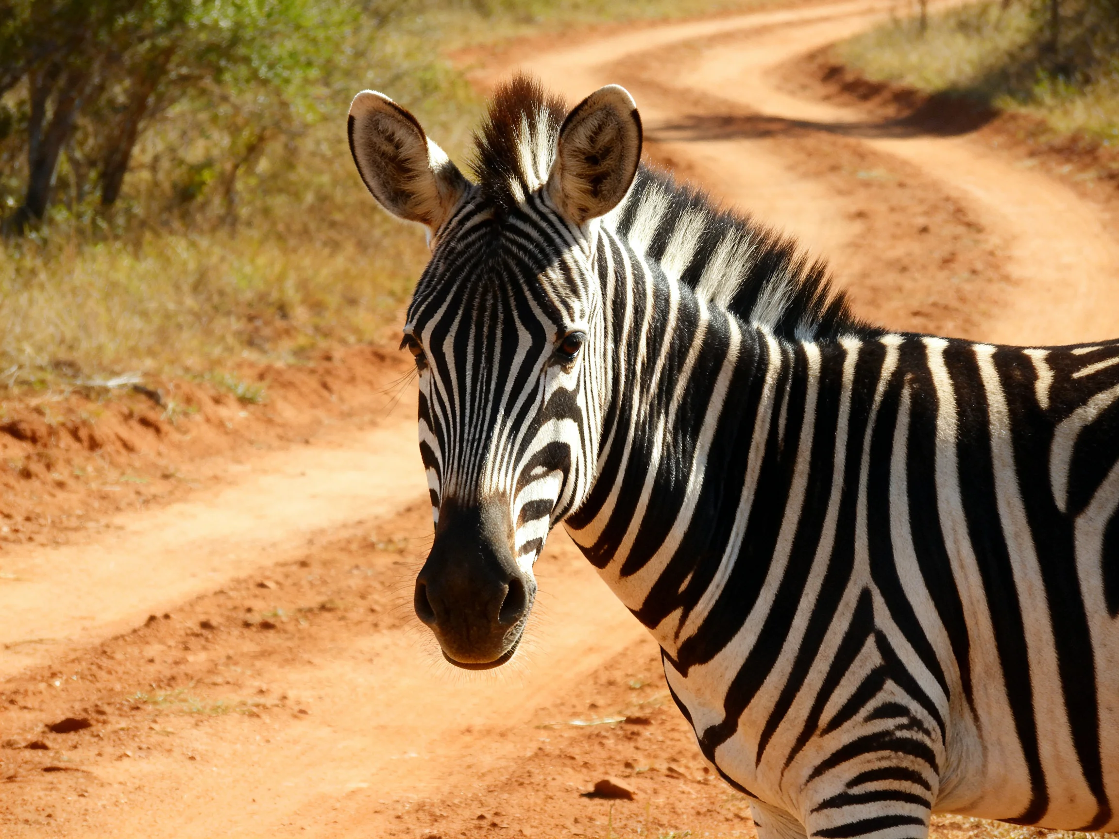 A black-and-white striped zebra near a winding dirt path in nature