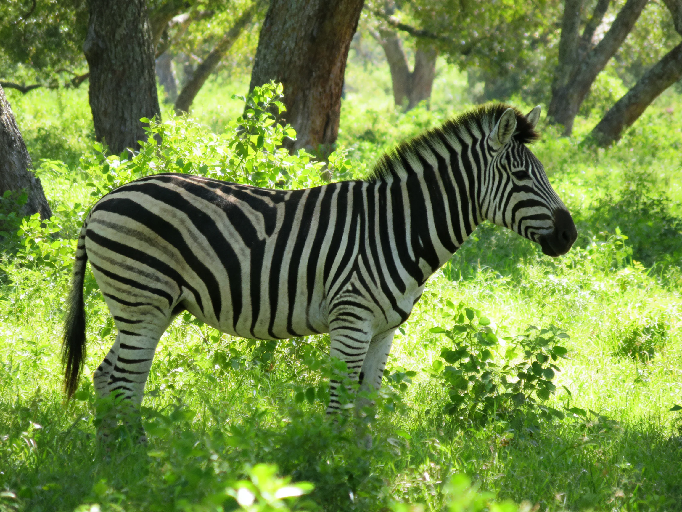 A black-and-white striped zebra stands amid lush green foliage and tall trees