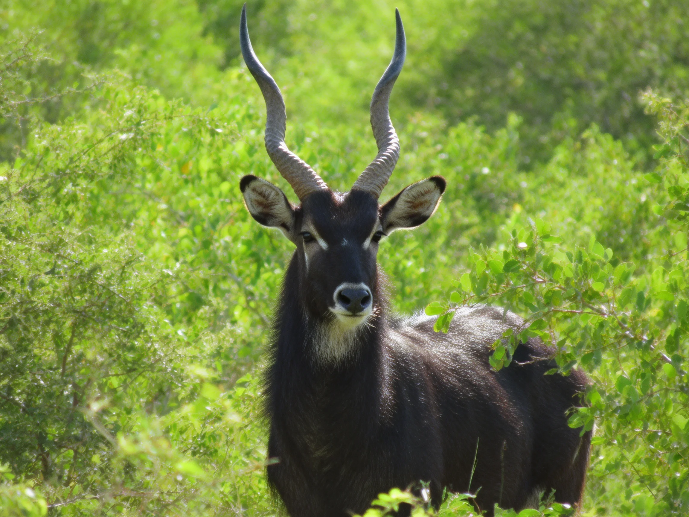A black antelope with curved horns in lush green surroundings