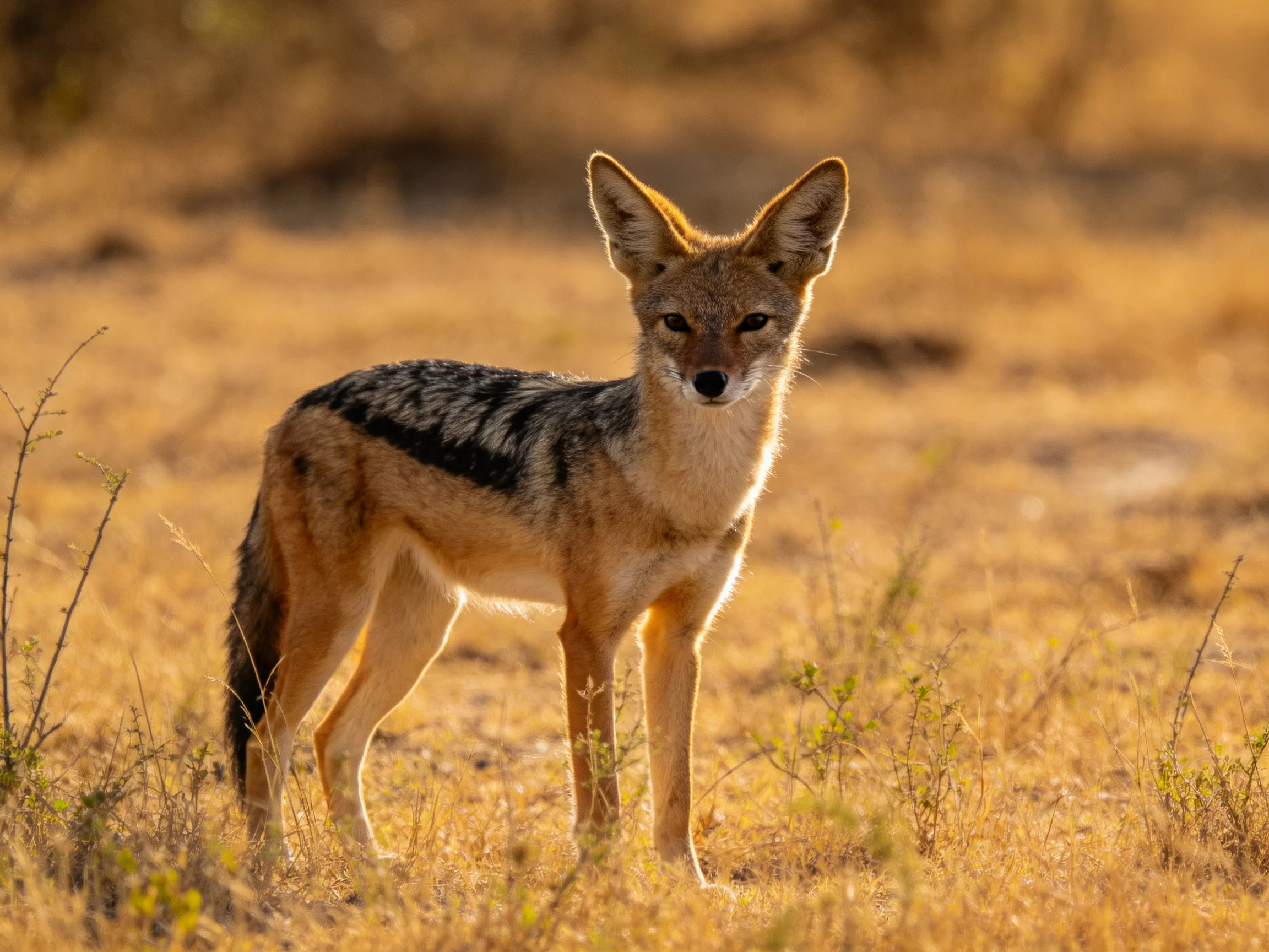 A black-backed jackal stands alert in golden savannah terrain
