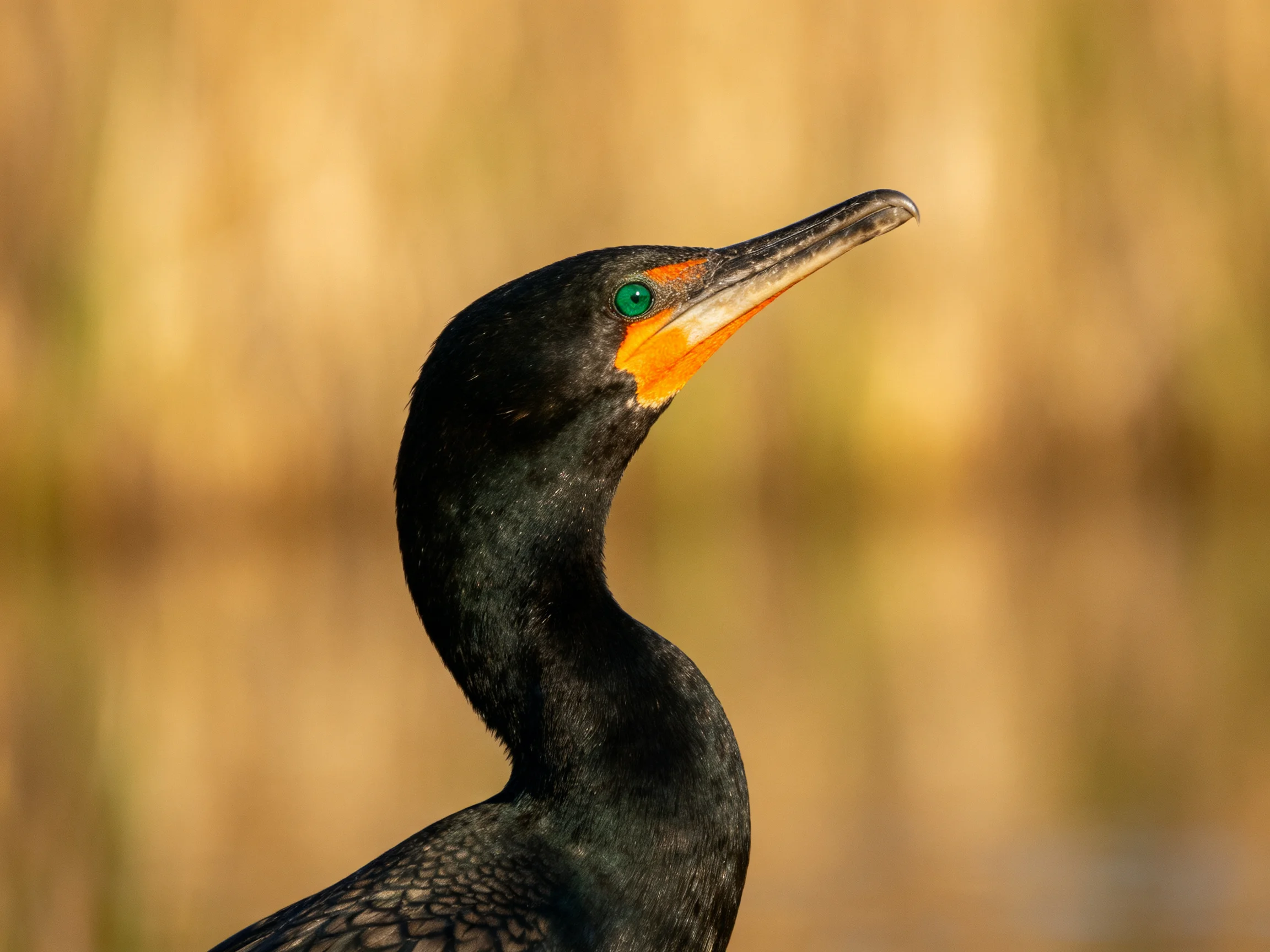 A close - up of a black cormorant with orange facial markings and a green eye