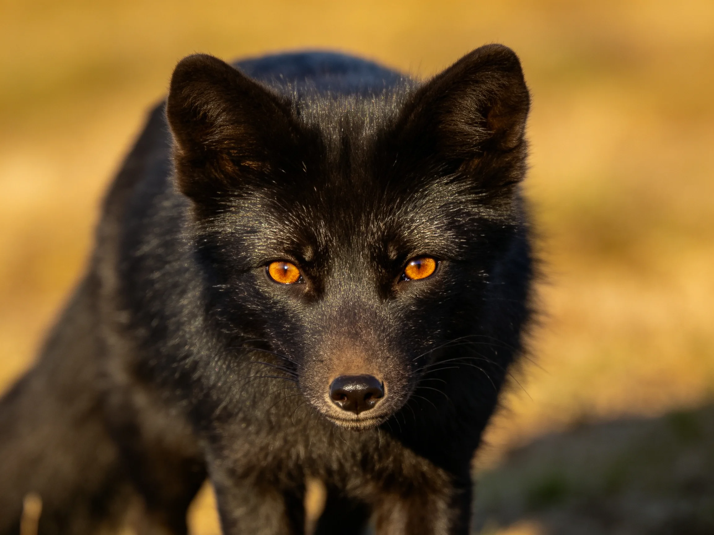 Close - up of a black fox with orange eyes in an outdoor setting.