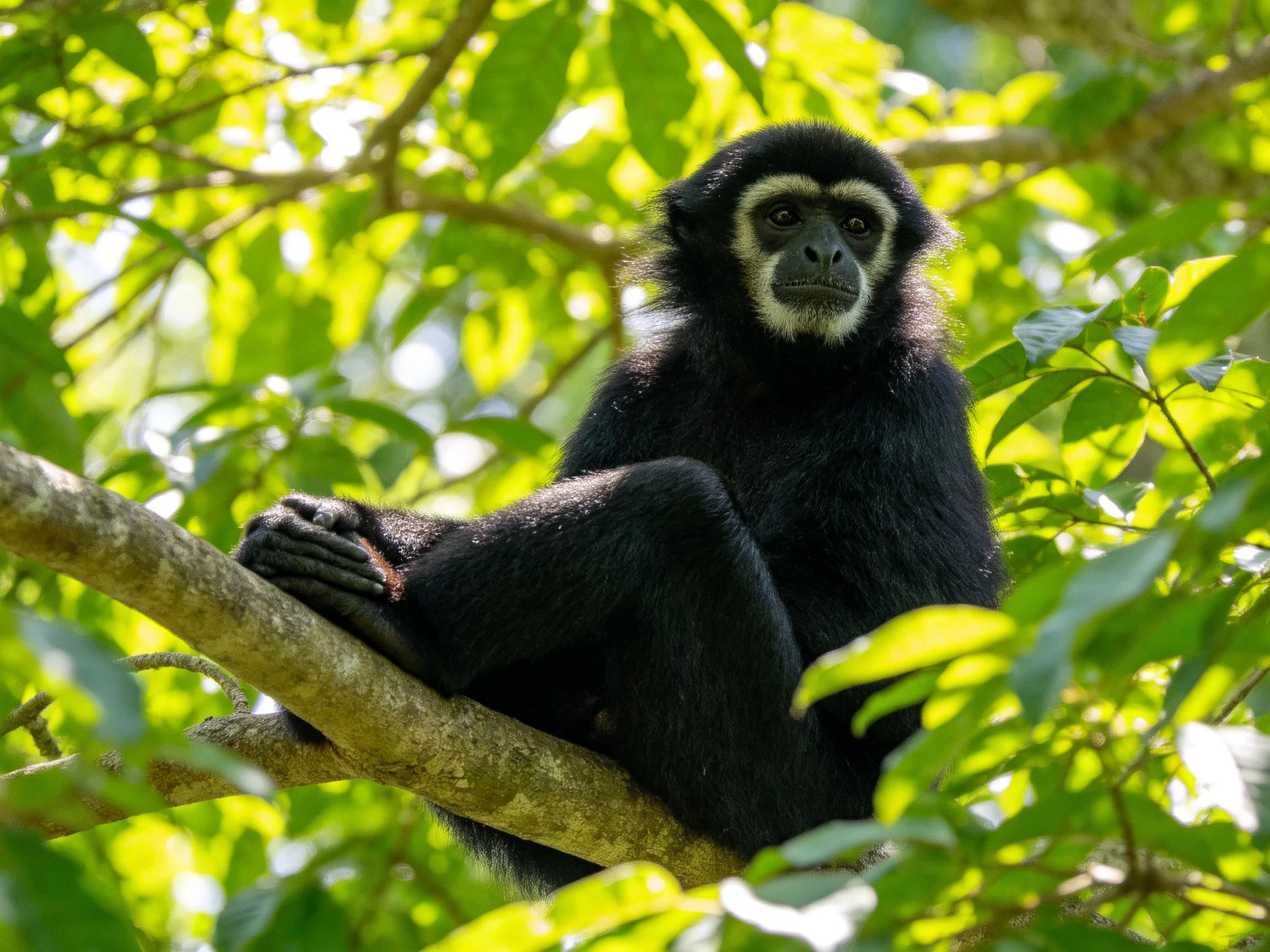 A black gibbon rests on a tree branch amid lush green foliage