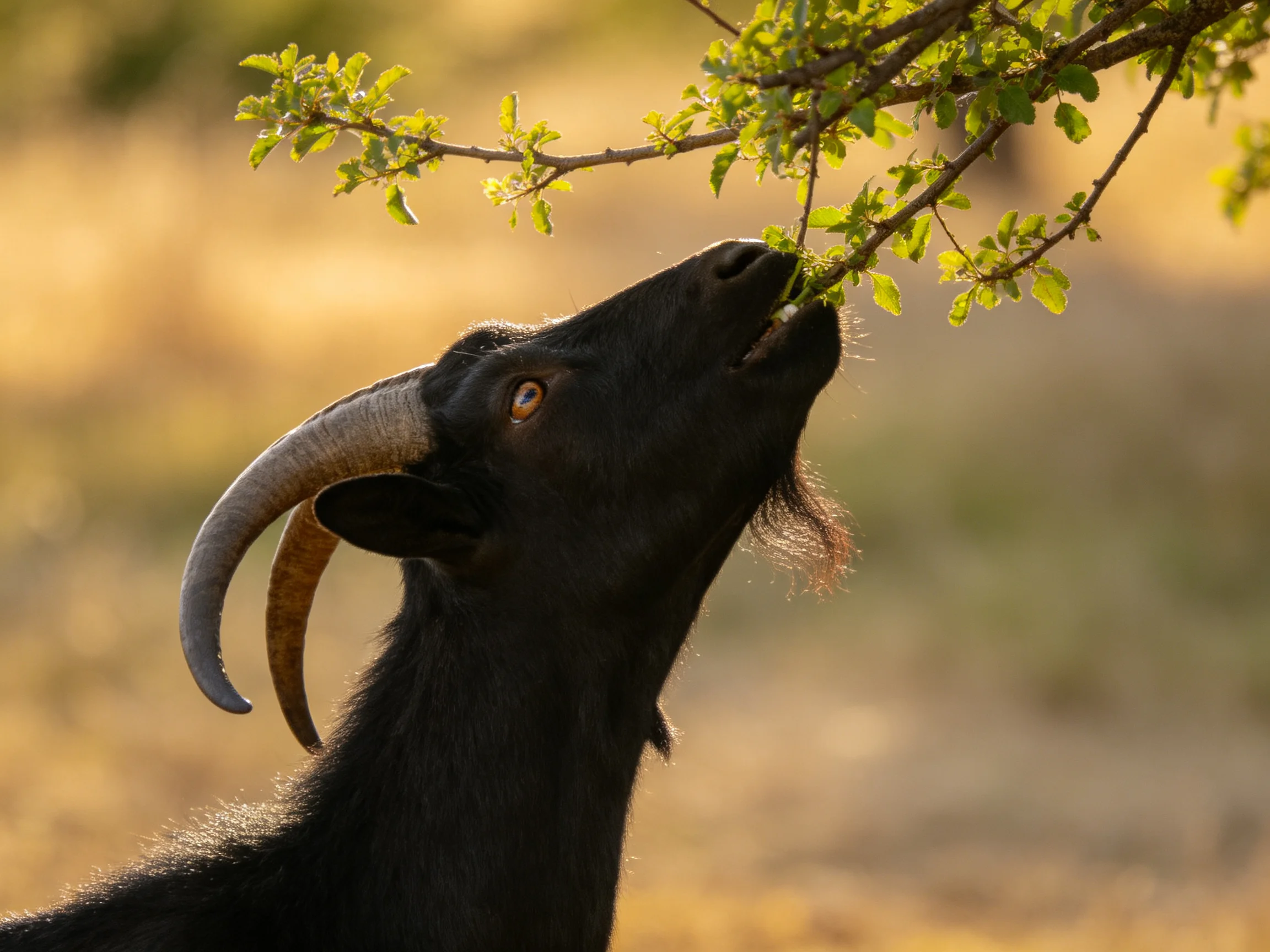 A black goat feeds on leaves from a tree branch.