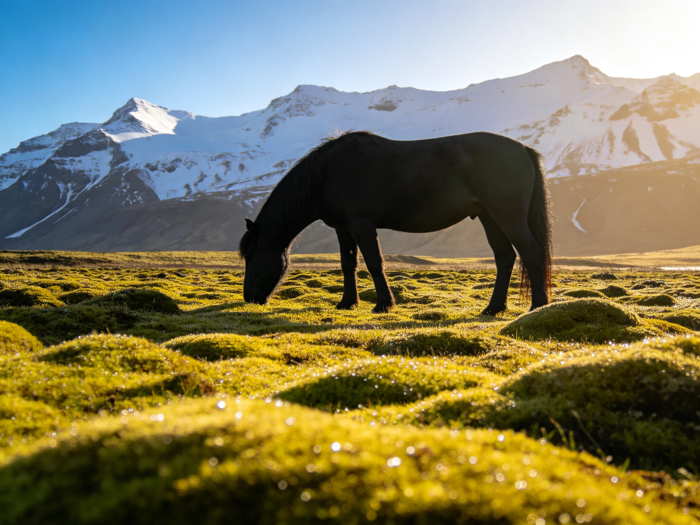 A black horse grazes on mossy land near snow-capped mountains