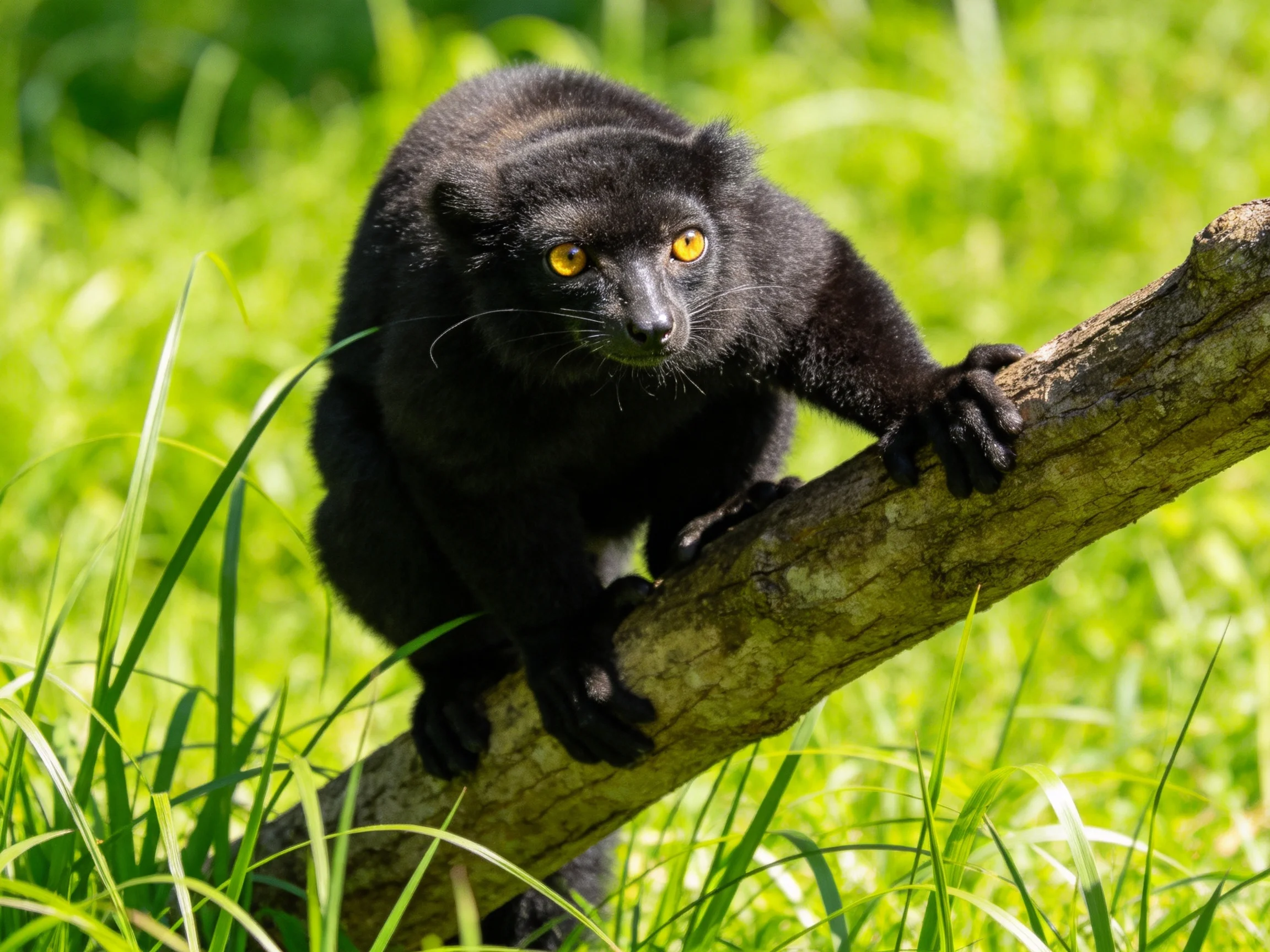 A black lemur clings to a tree branch surrounded by lush green foliage.