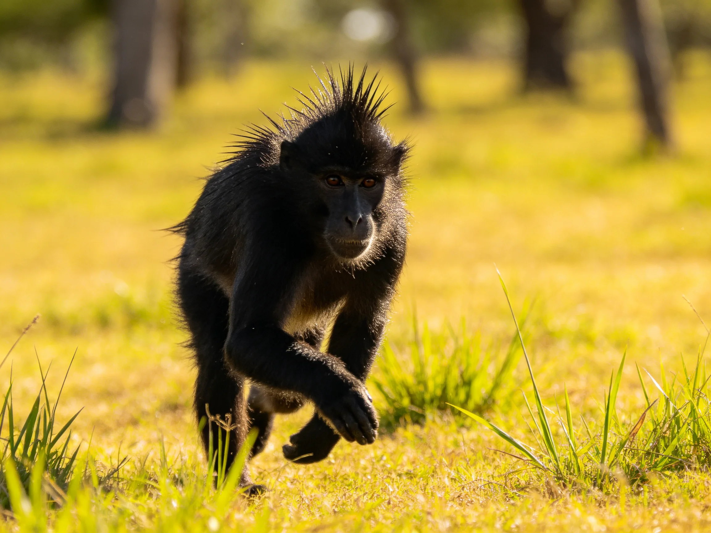 A black monkey runs across sunlit grass in a natural setting.