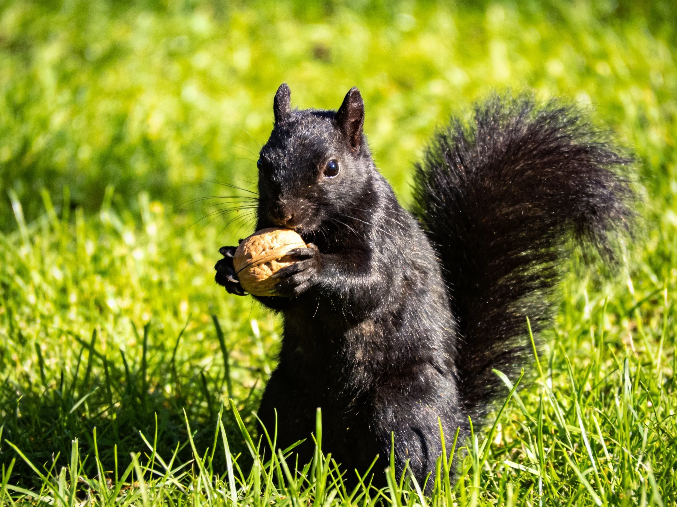 A black squirrel holds a walnut in lush green grass
