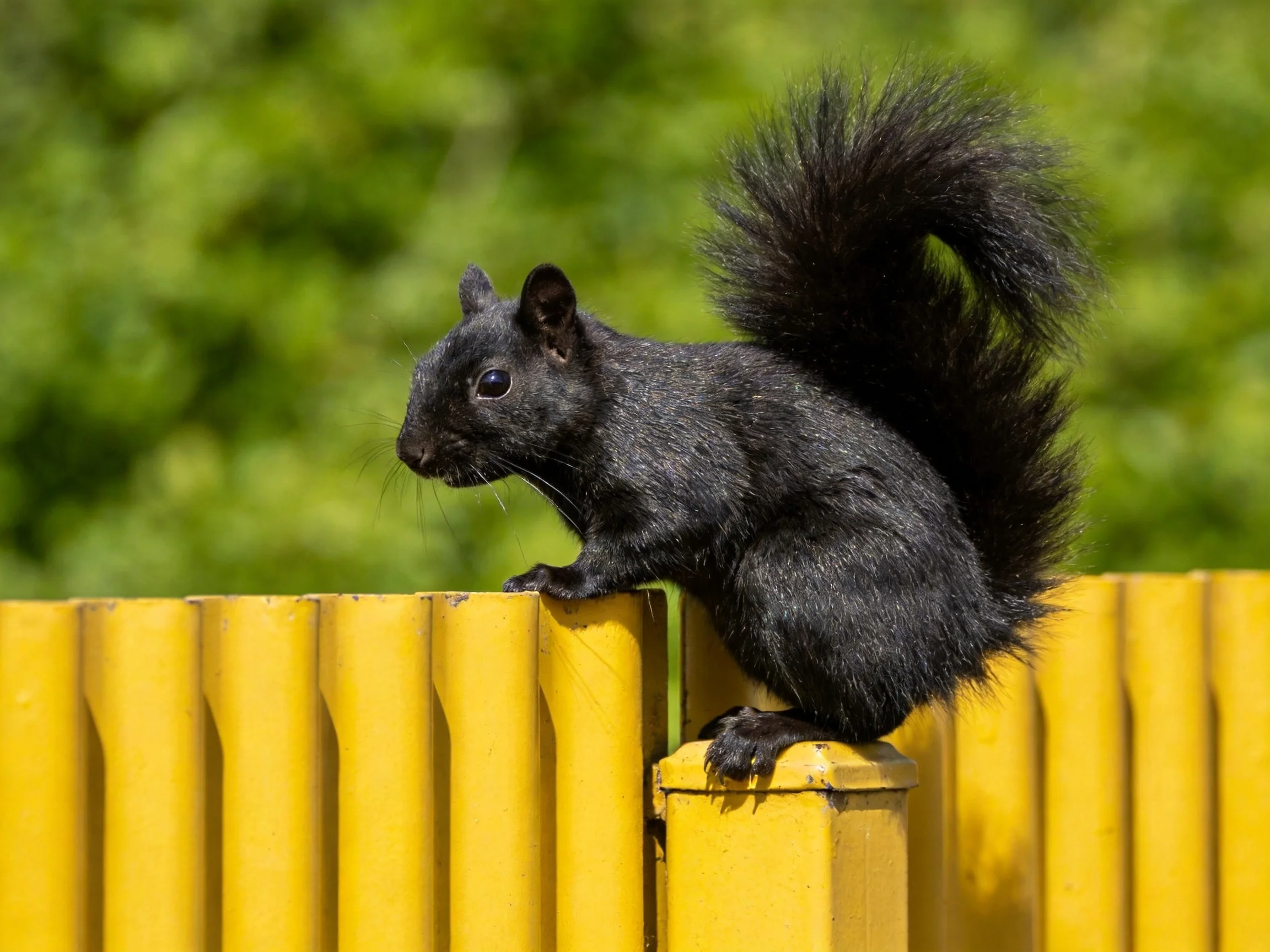 A black squirrel sits on a yellow fence near greenery.
