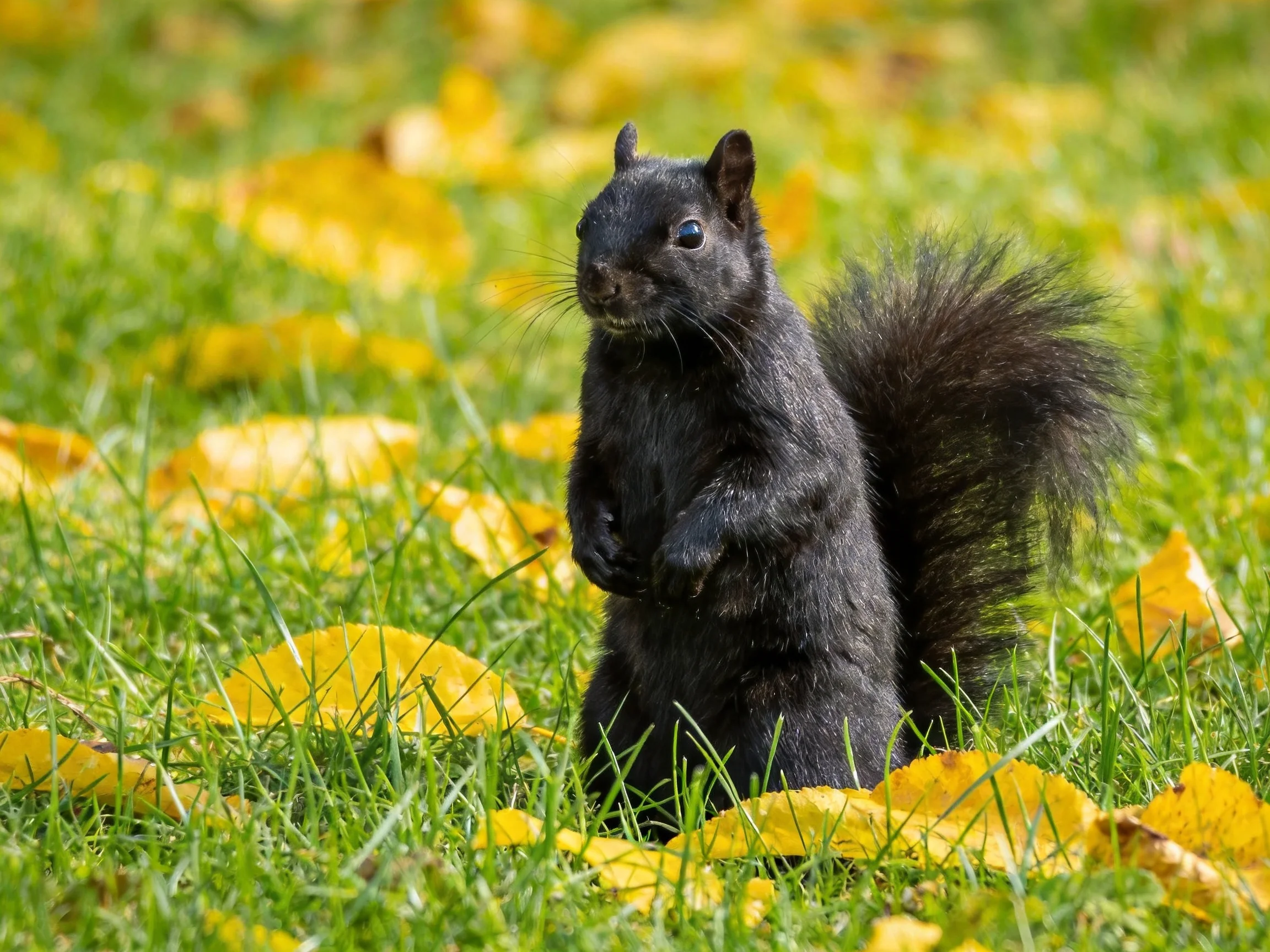 A black squirrel stands amid lush green grass and bright yellow fallen leaves