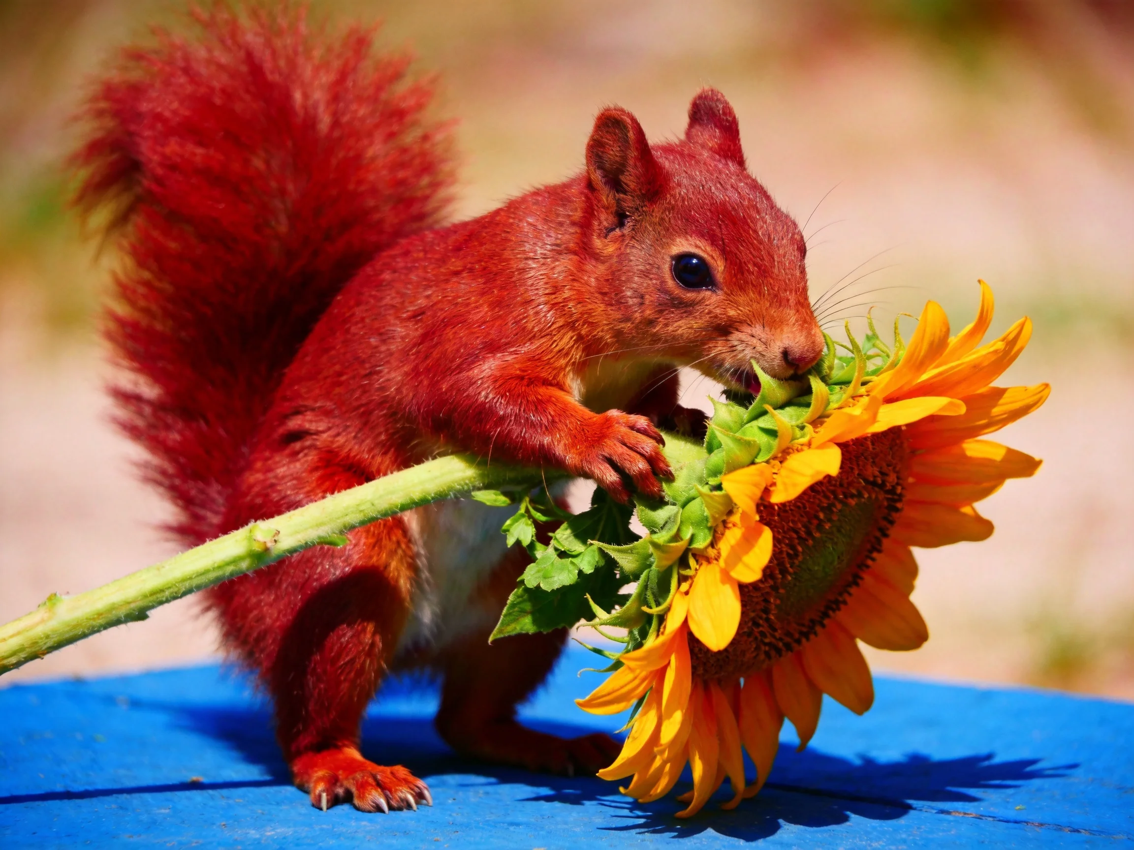 A bright red squirrel clutching a large sunflower