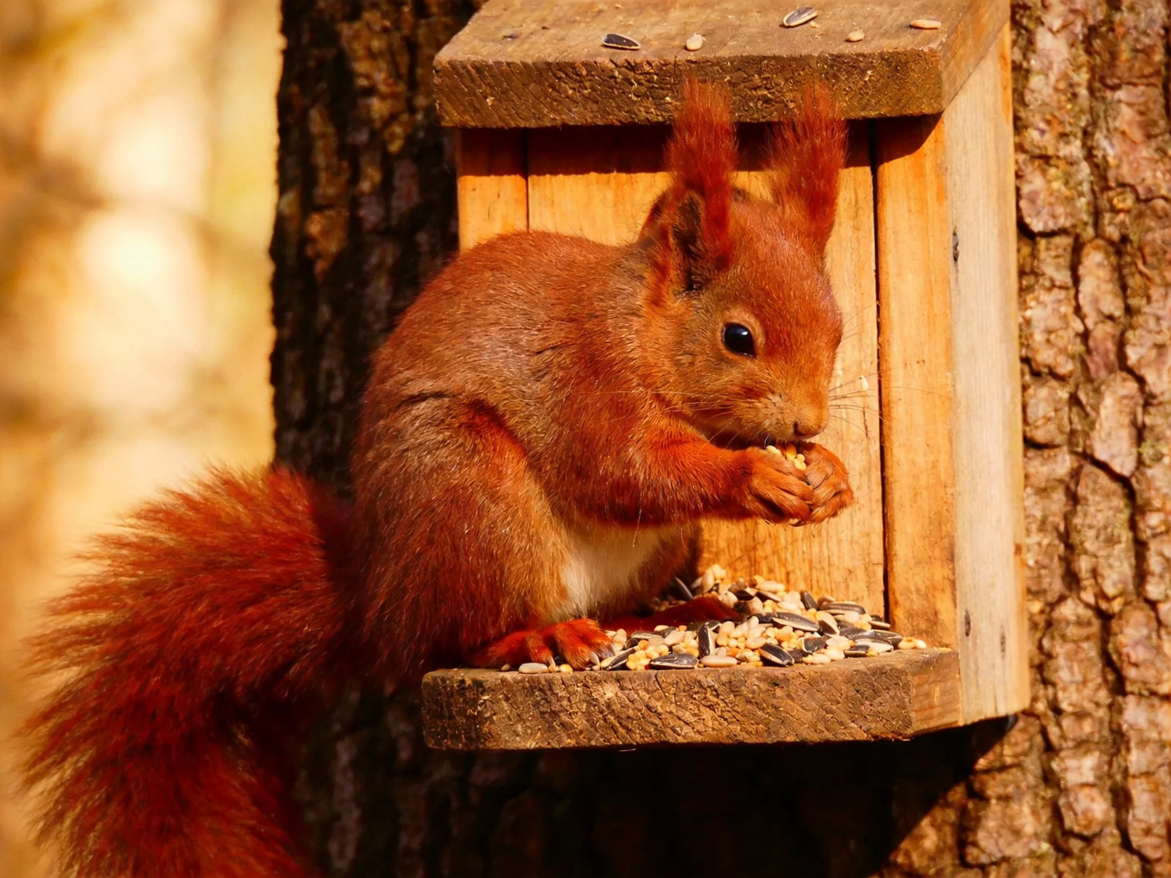 A bright red squirrel eating seeds from a wooden feeder attached to a tree