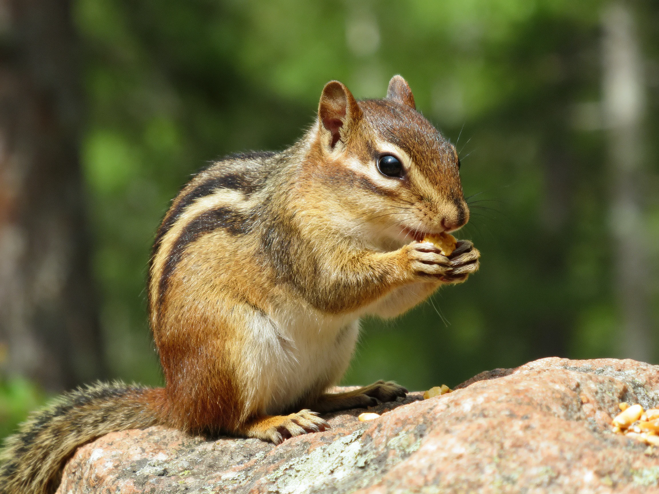A chipmunk with brown and black stripes eats seeds on a rock.