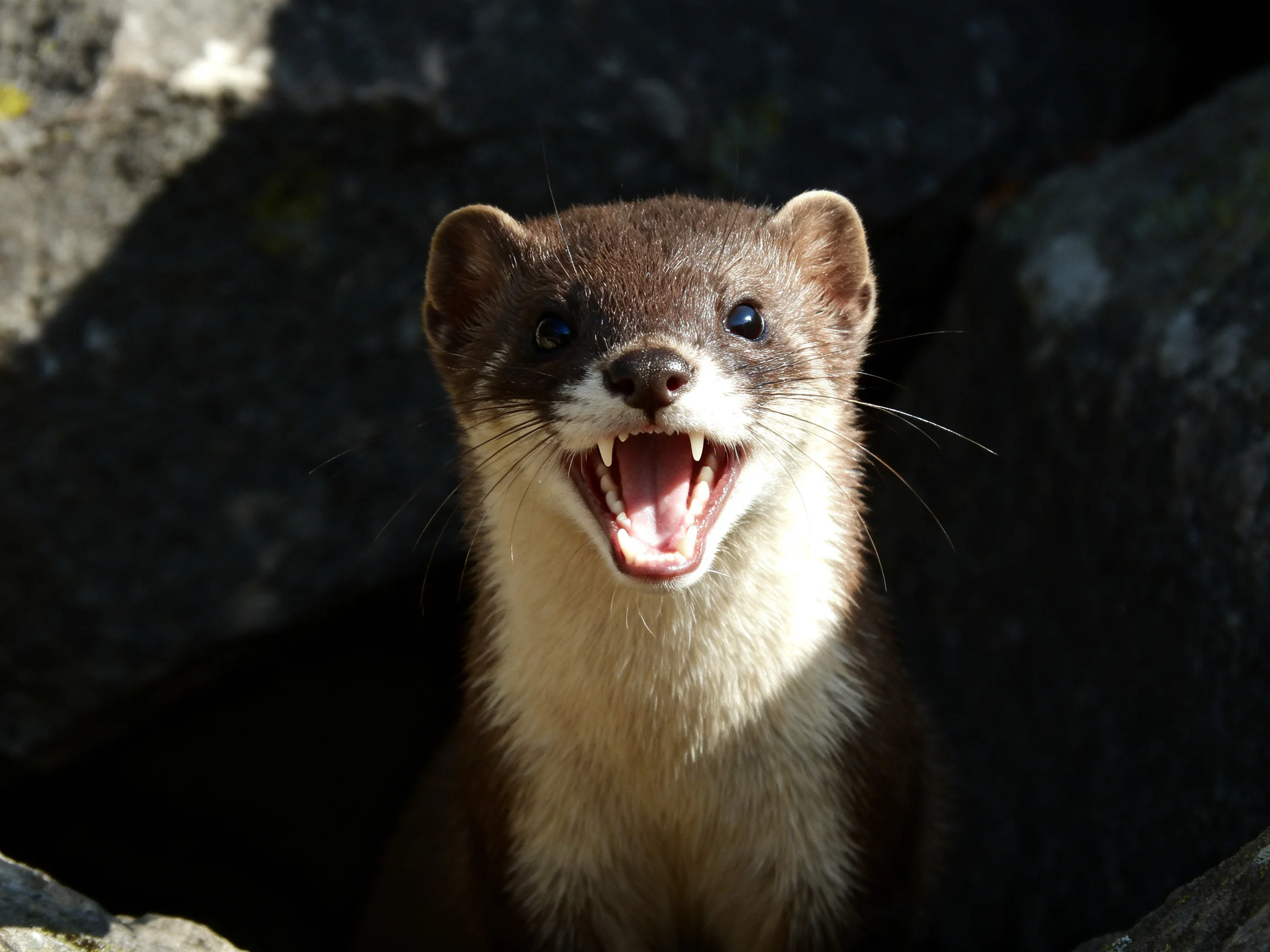 A brown and cream-colored weasel with open mouth near dark rocks