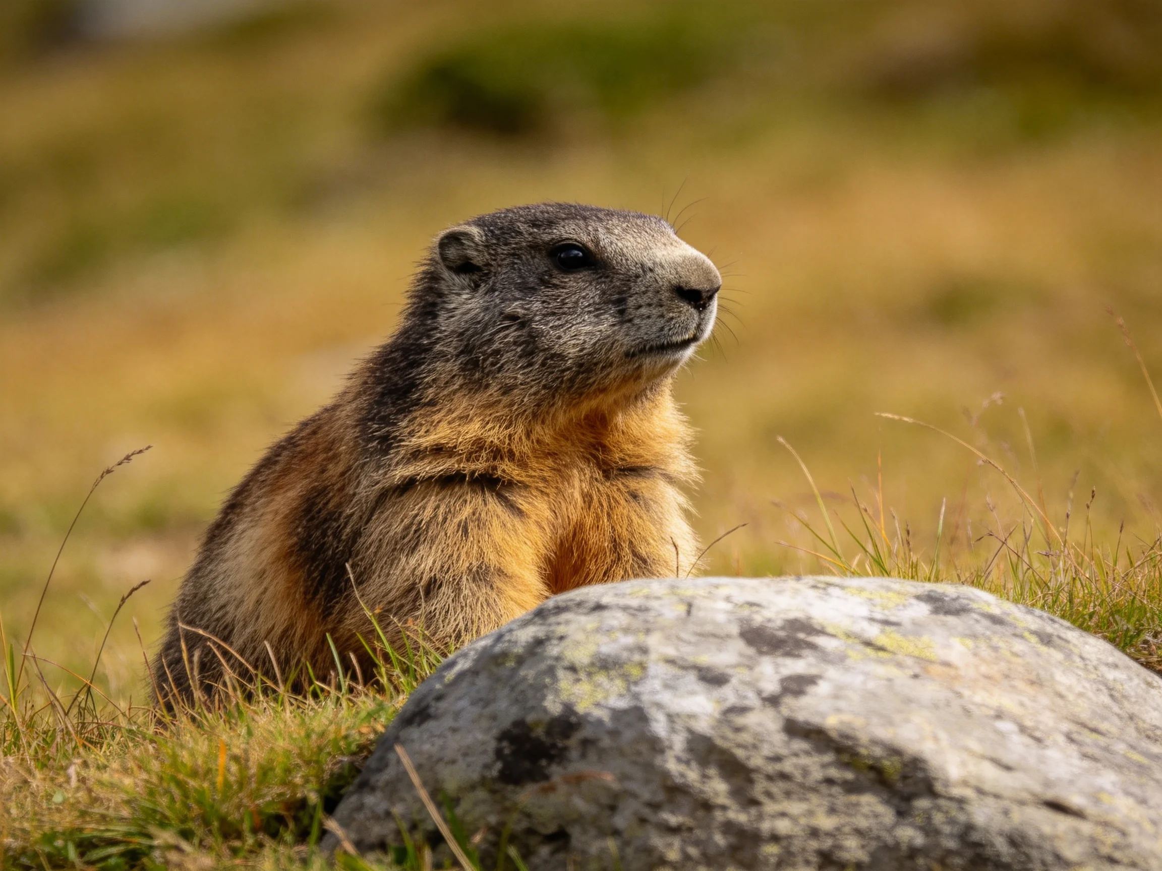 A brown-and gray marmot sits near a lichen-speckled rock in a grassy meadow