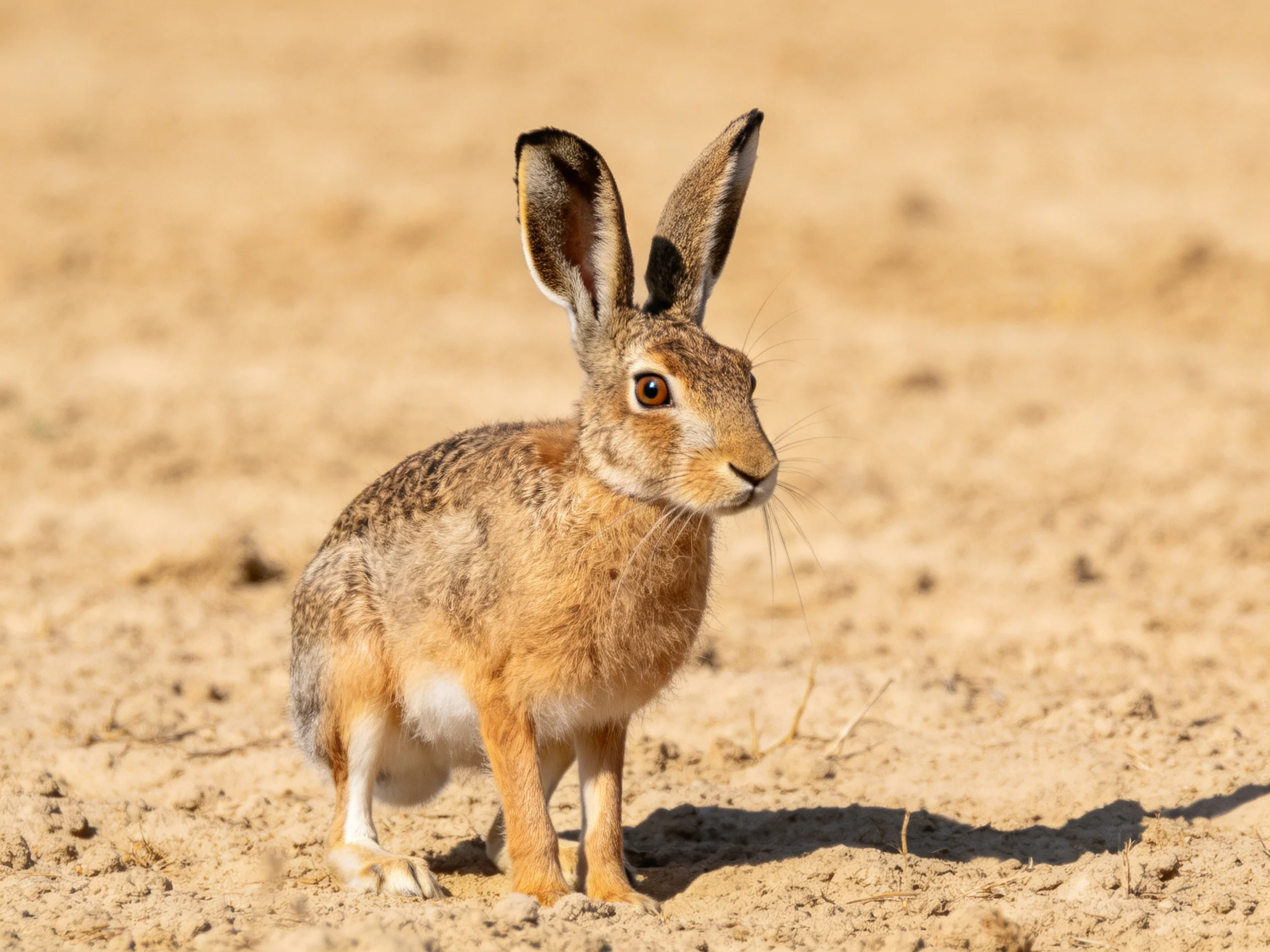 A brown and tan hare stands on sandy terrain with long ears