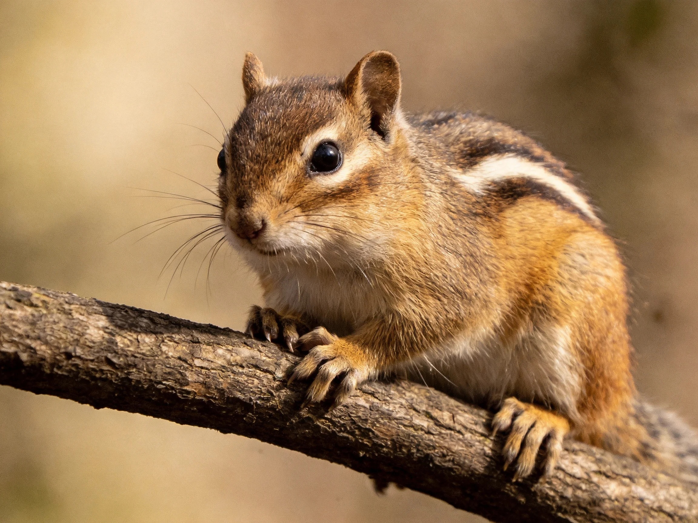 A brown and tan striped chipmunk perched on a gnarled tree branch
