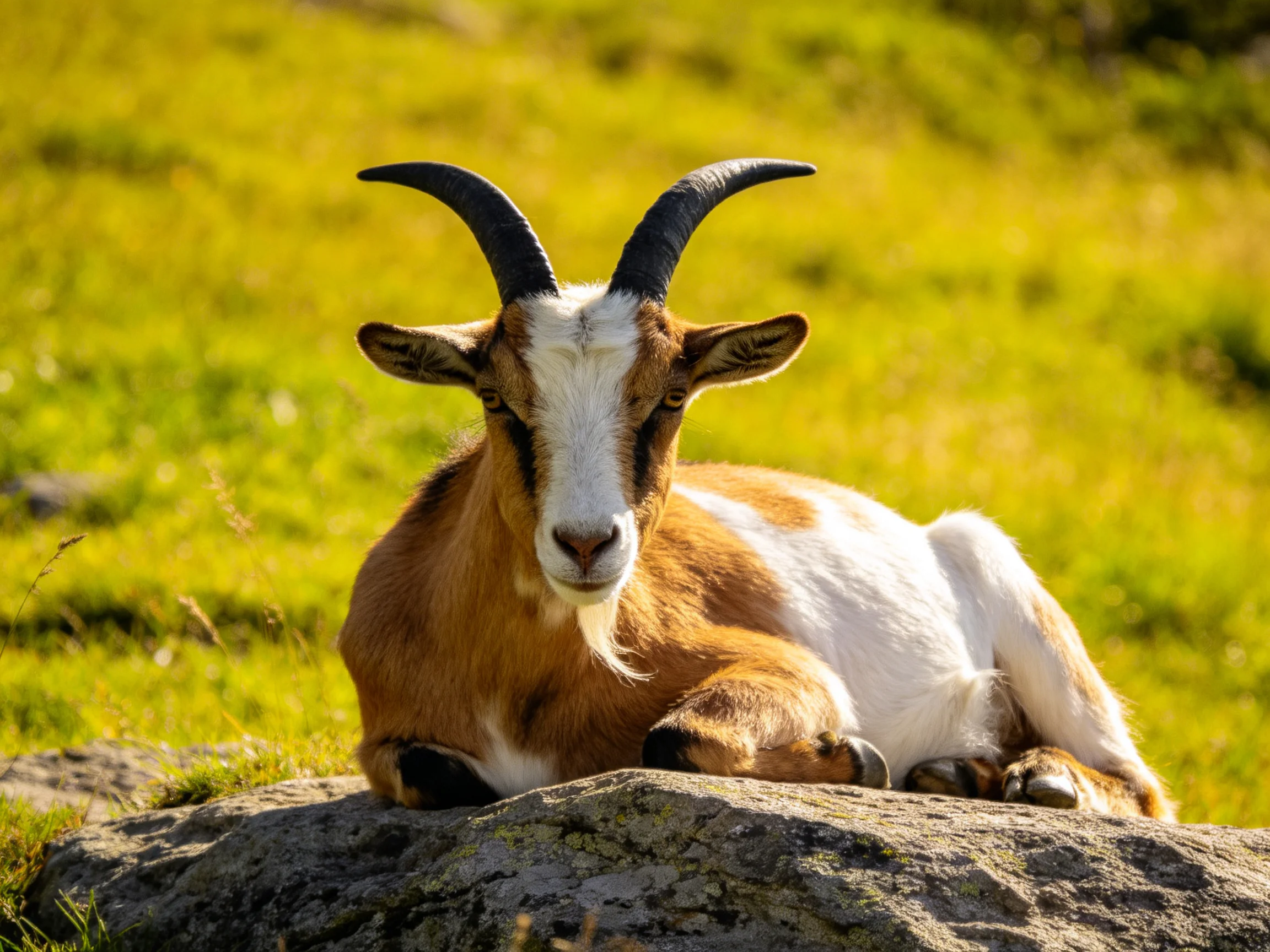 A brown-and-white goat rests on a mossy rock amid lush green fields