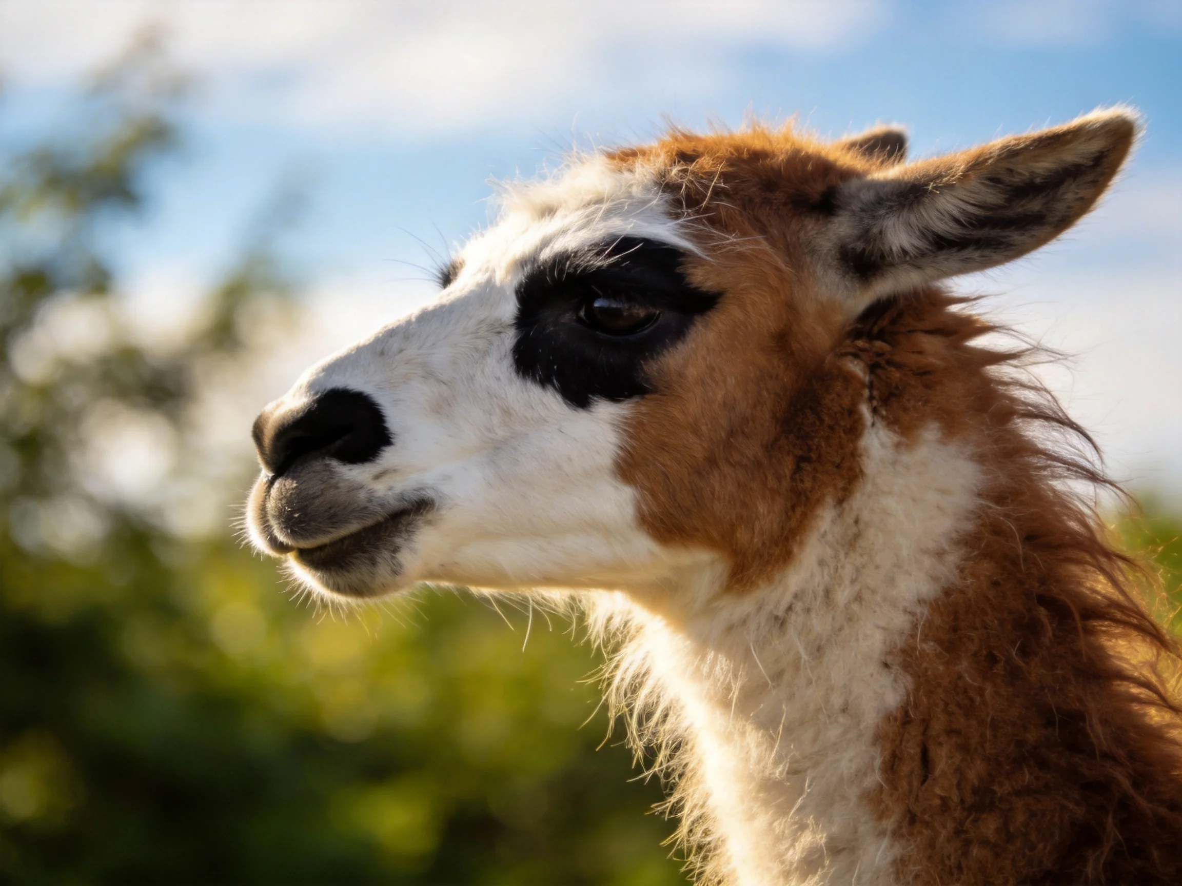 A brown and white llama with bold black facial markings