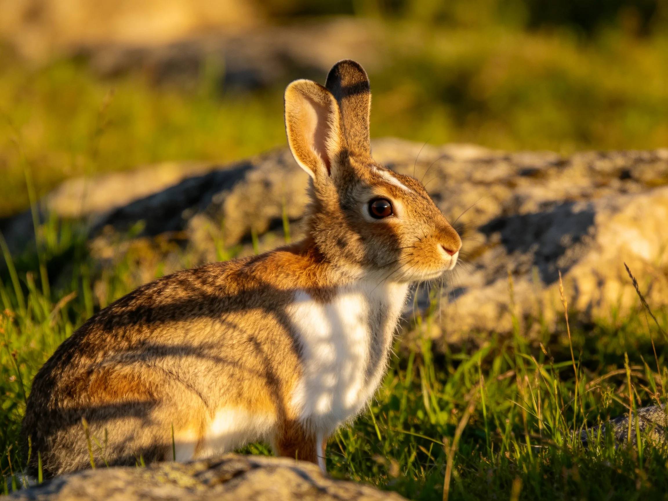 A brown and white rabbit near large gray rocks in sunny grass