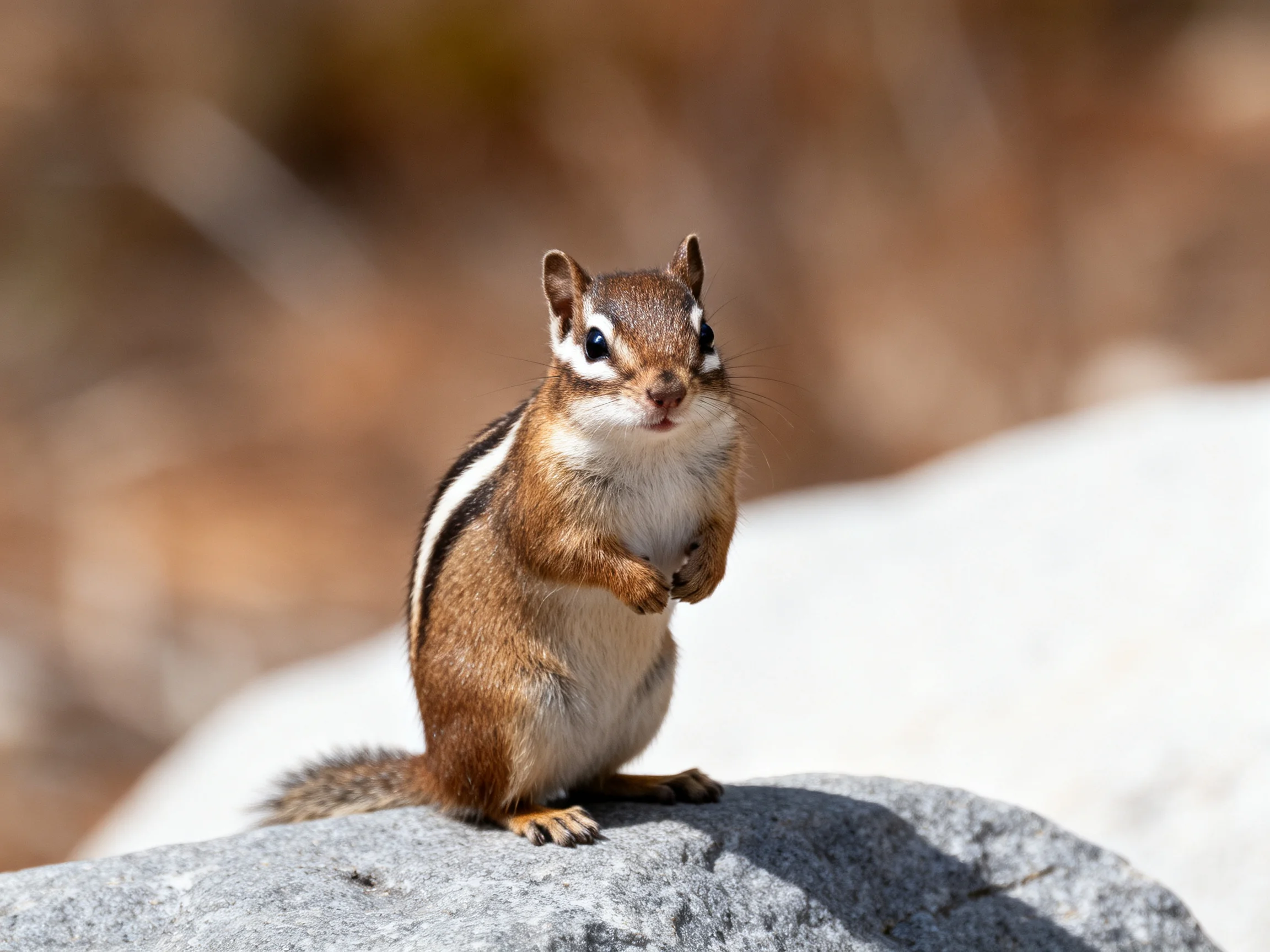 A brown and white striped chipmunk perched on a gray rock