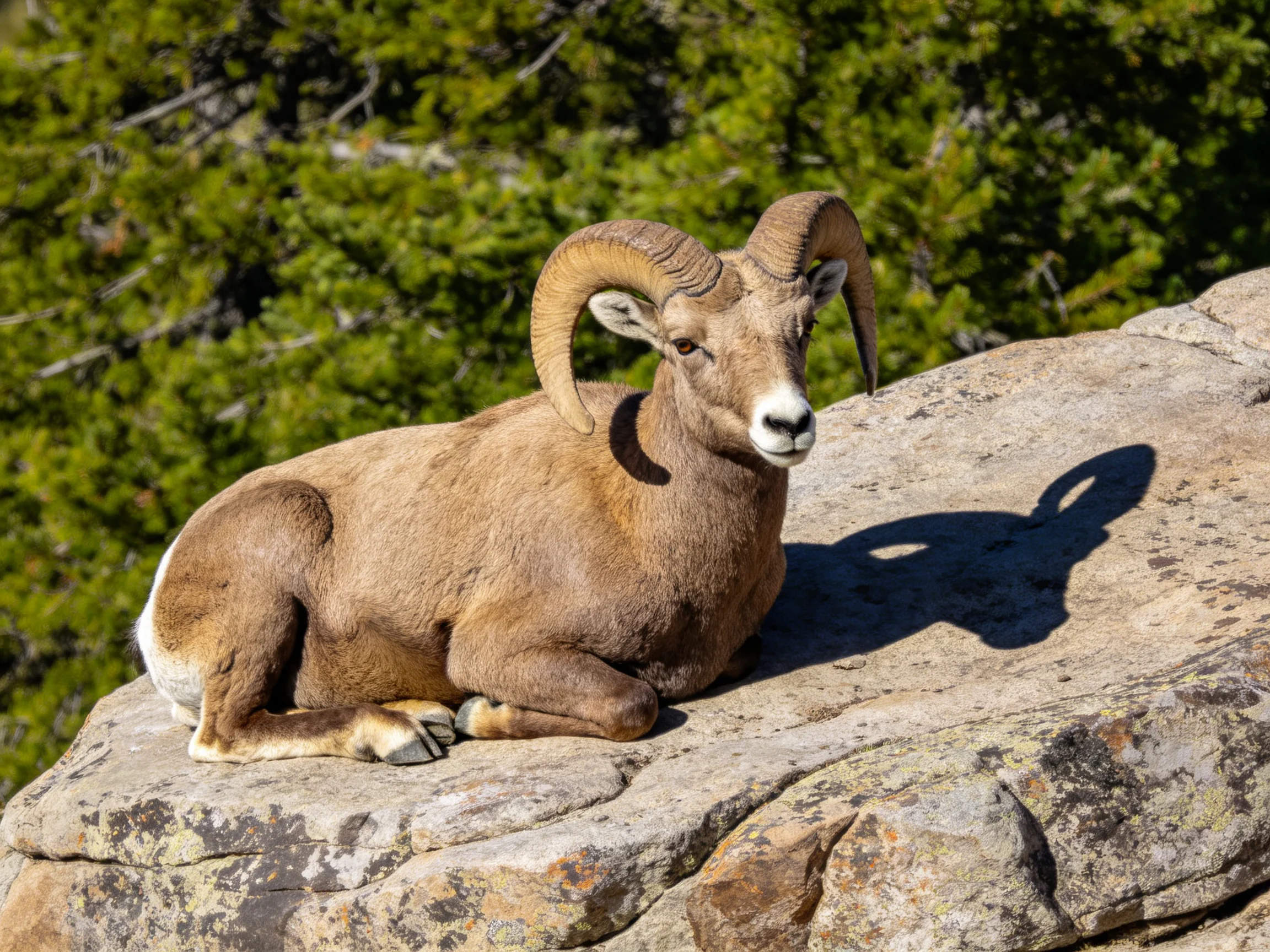 A brown bighorn ram relaxes on a rocky surface with greenery nearby.