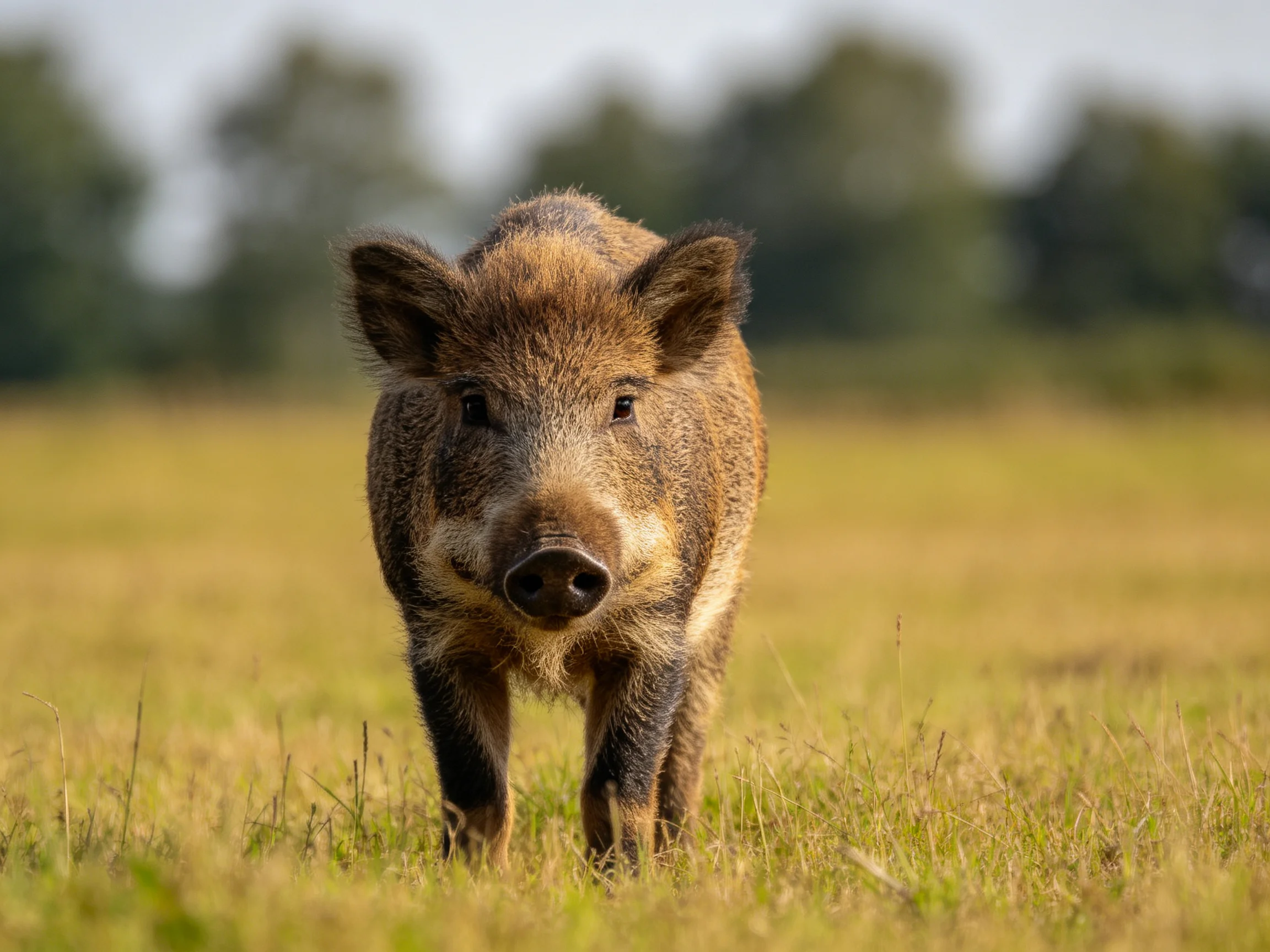 A brown boar in a sunlit grassy field with distant trees