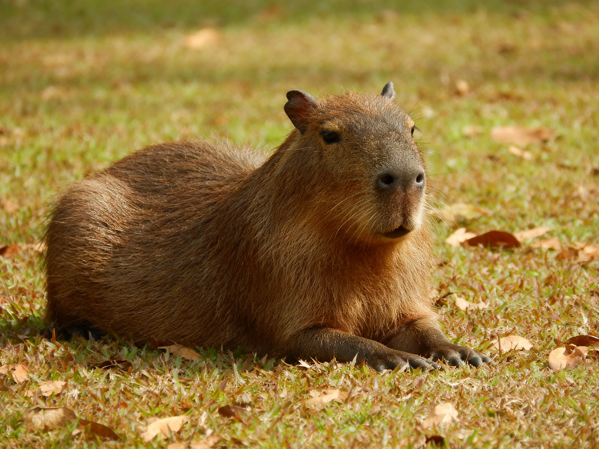 A brown capybara rests on a grassy area with scattered dry leaves