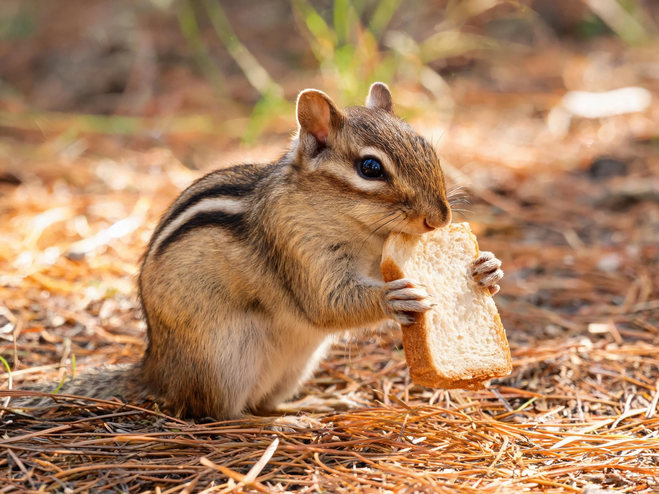 A brown chipmunk holding a slice of bread among pine needles