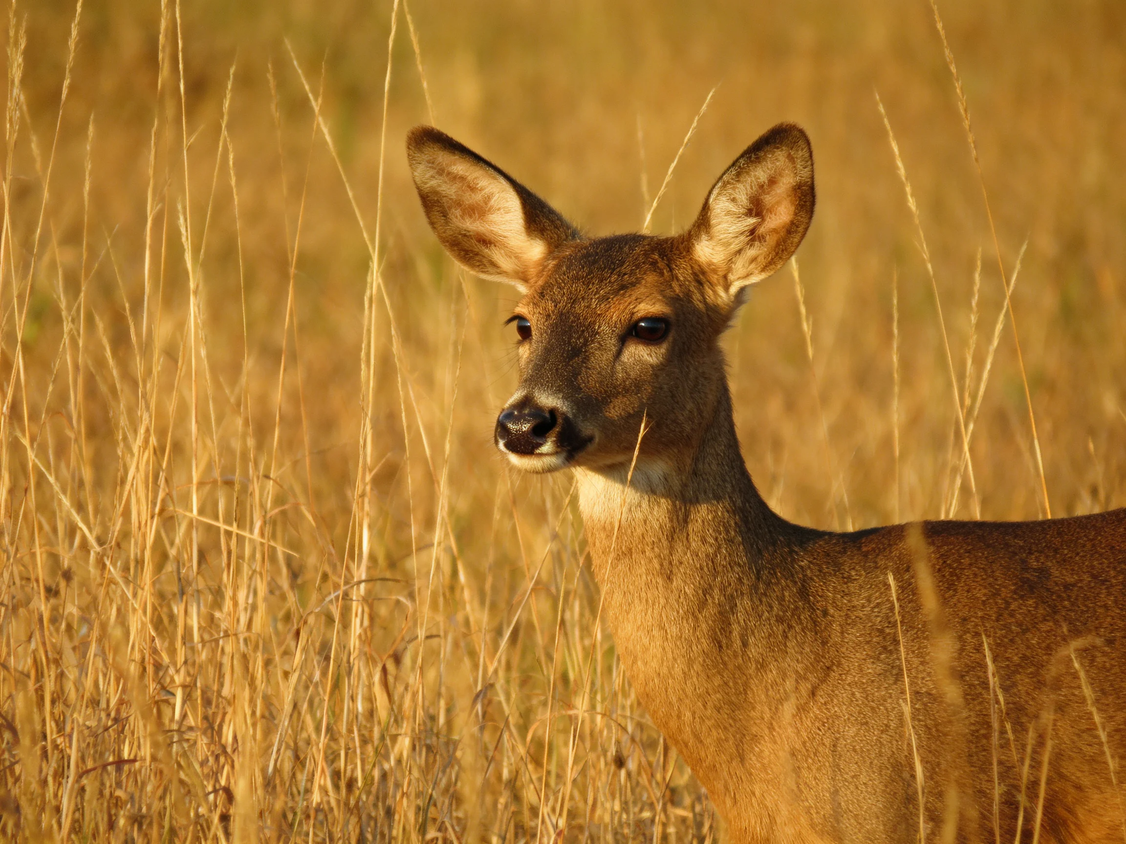 A brown deer stands among tall golden grass in a sunlit area.