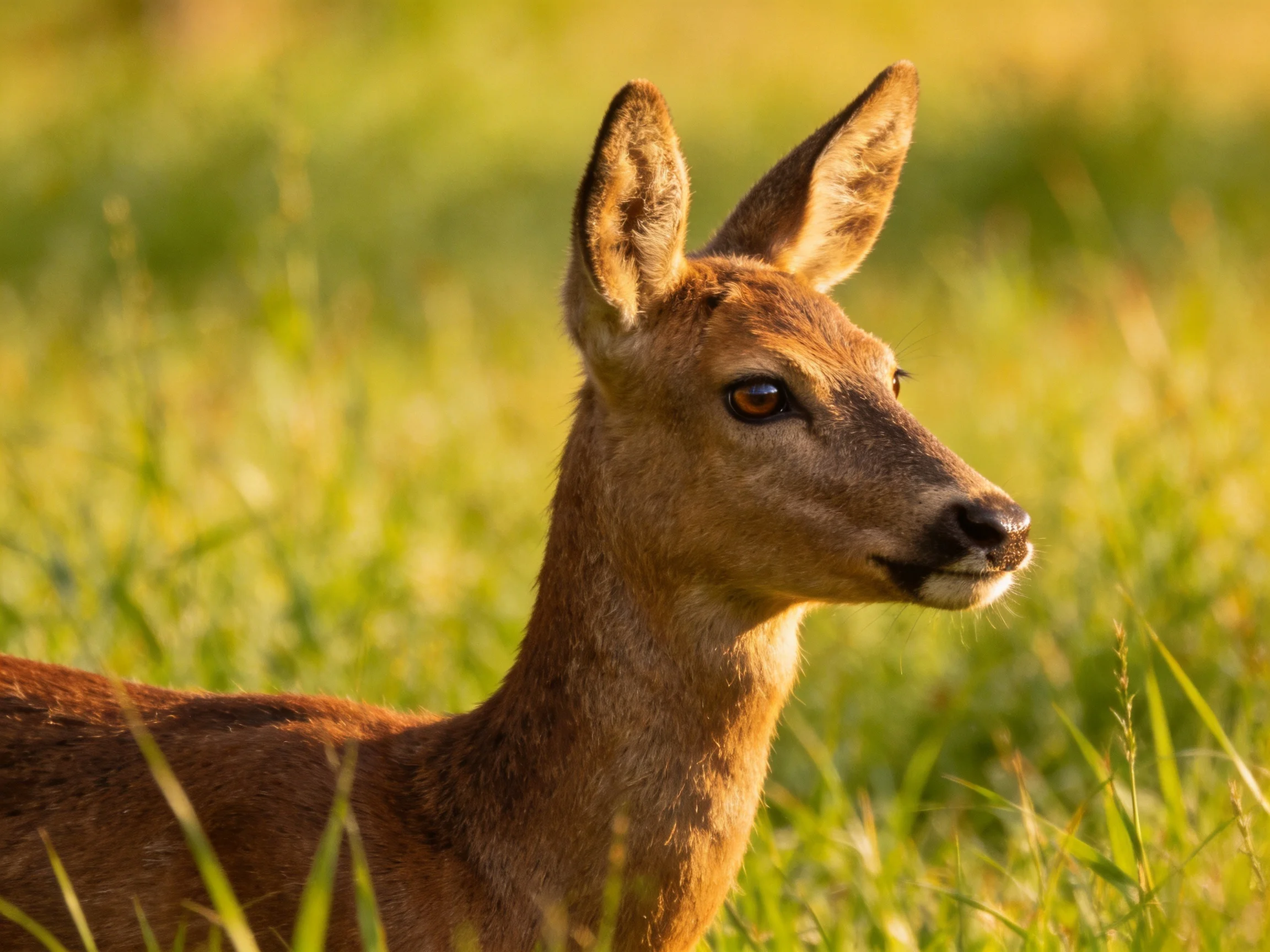 A brown deer stands alert among tall green grasses