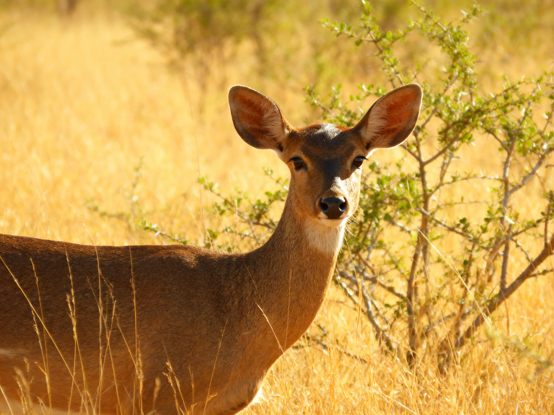 A brown deer with large ears near a green shrub in golden grasslands