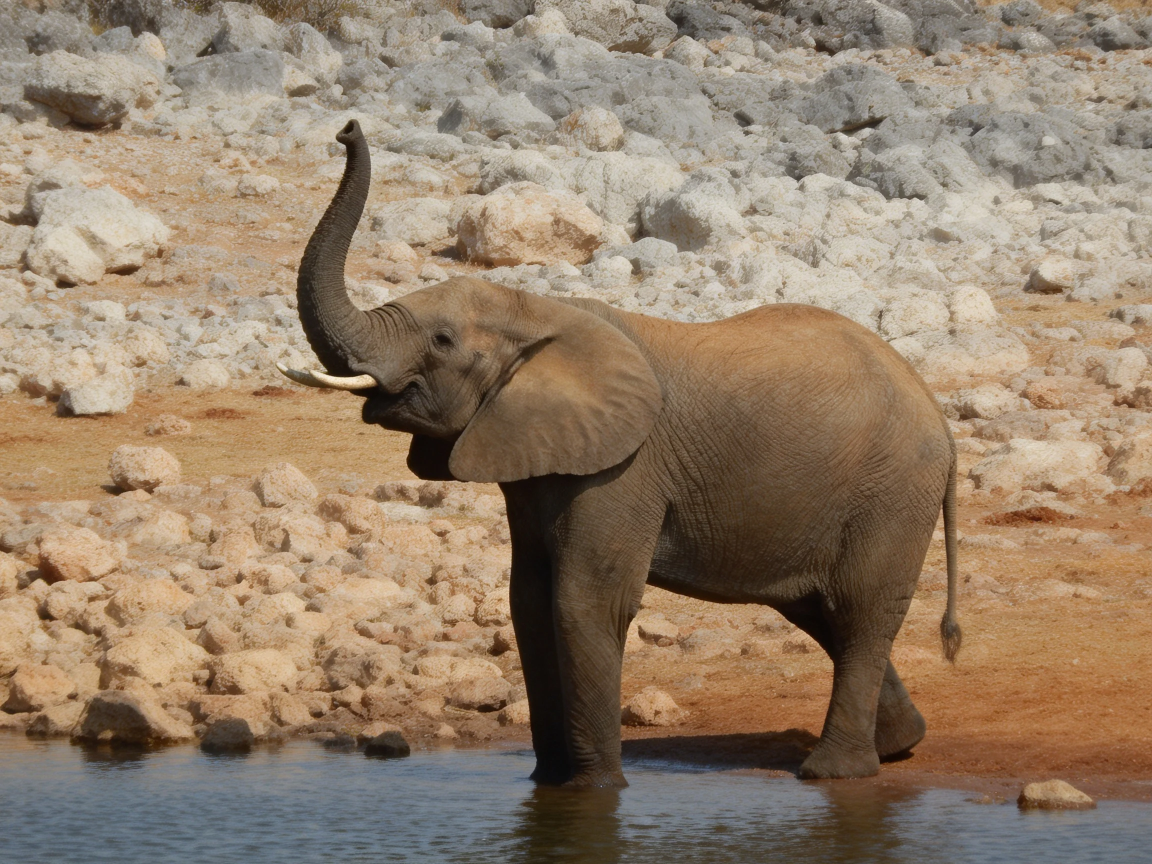 A brown elephant stands in shallow water by rocky terrain