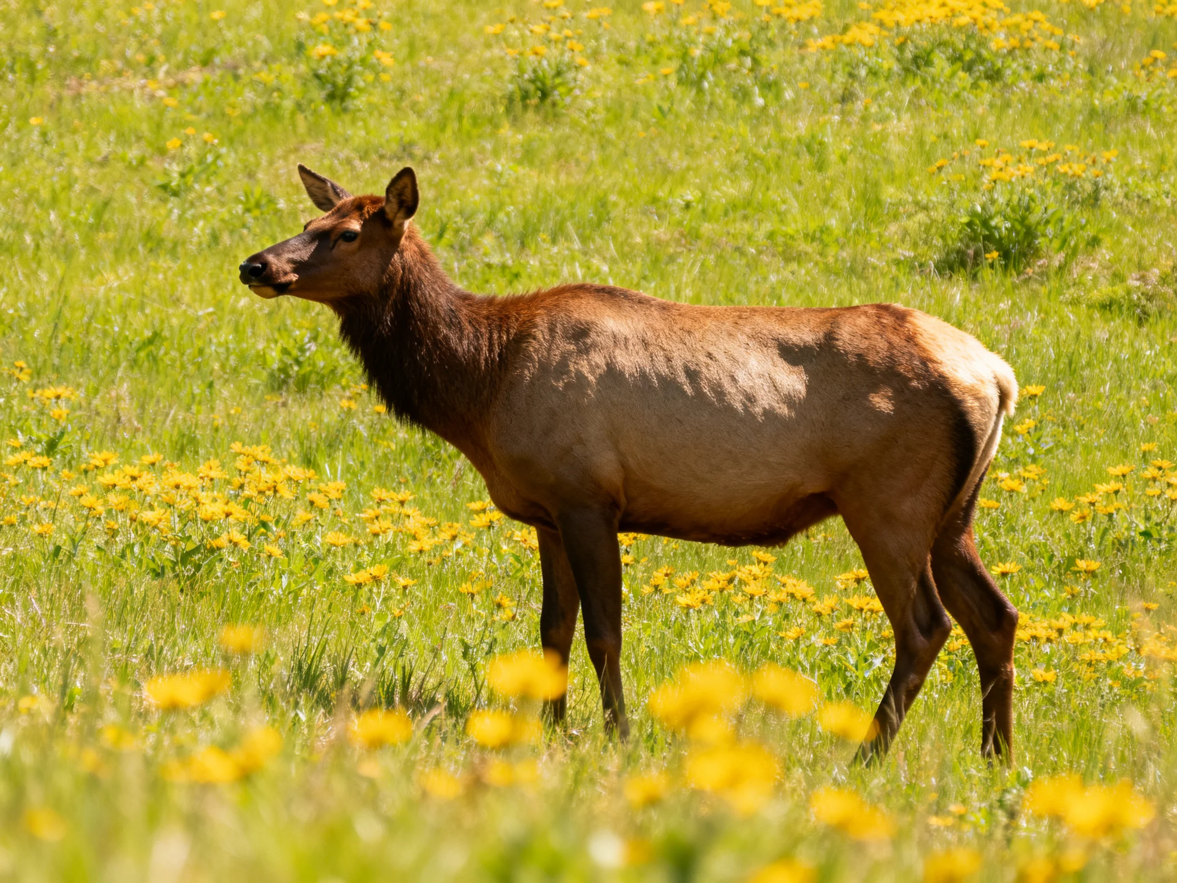 A brown elk in a lush green meadow with yellow wildflowers