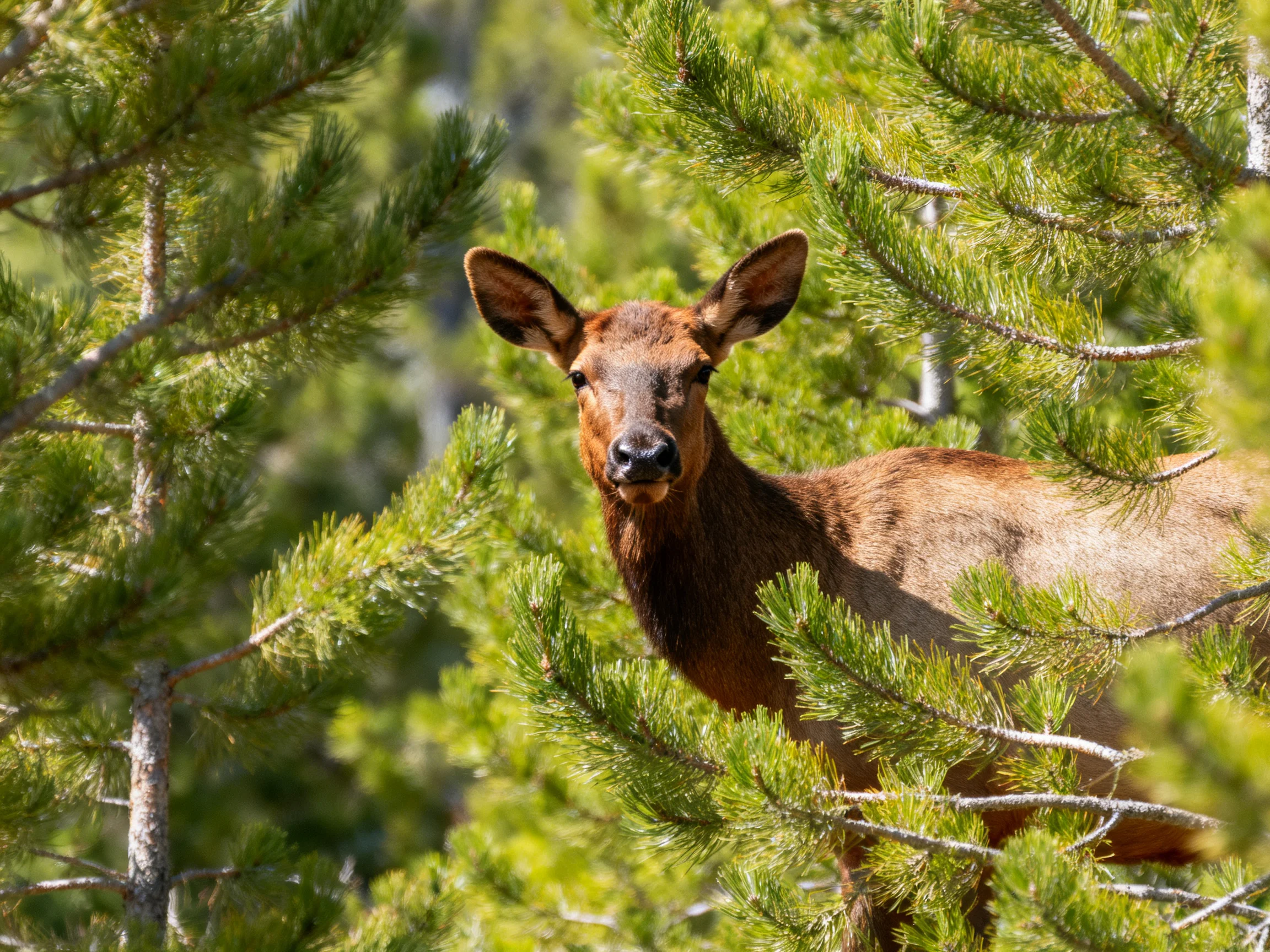 A brown elk nestled among vibrant green pine trees