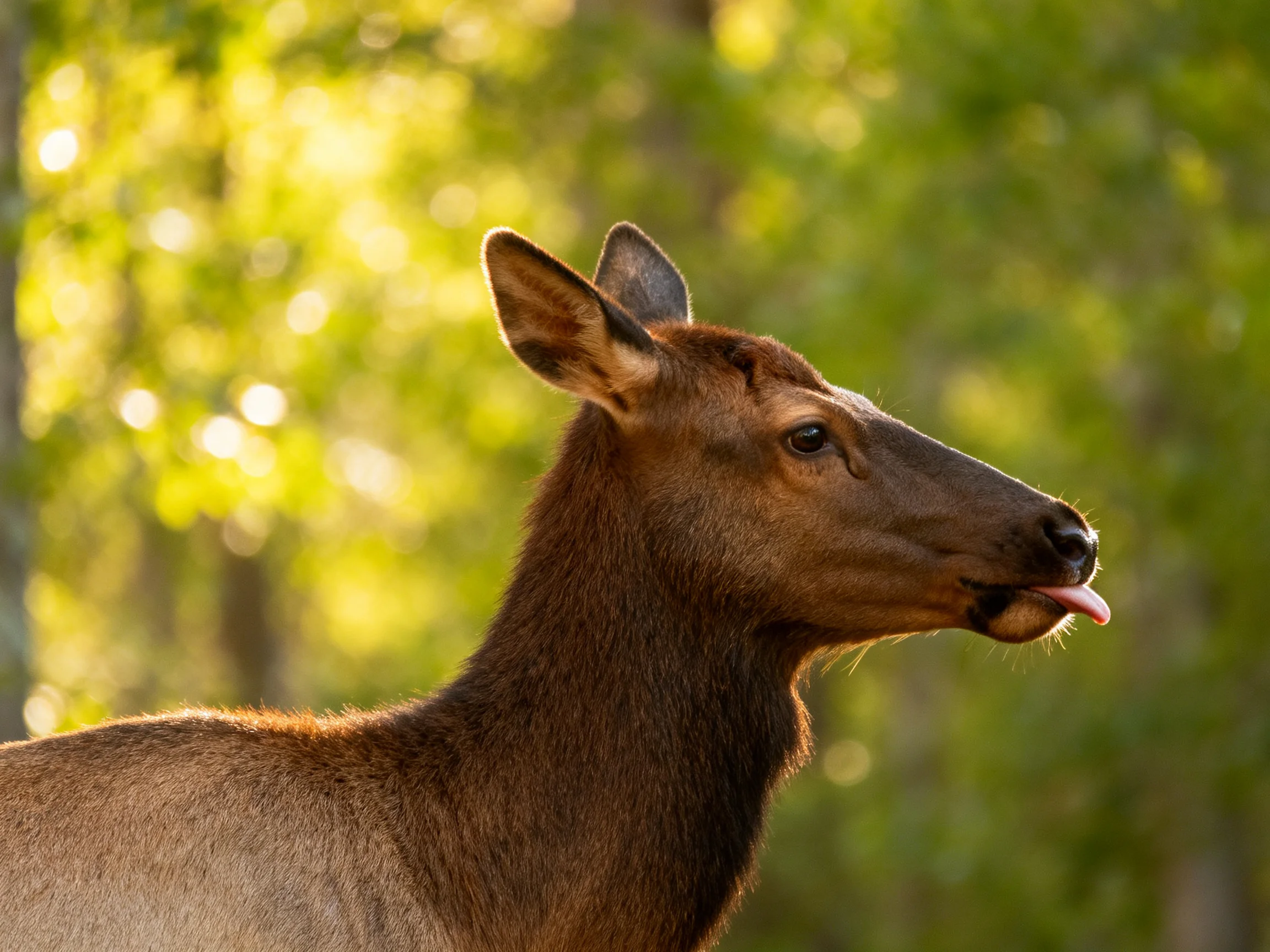 A brown elk sticking its tongue out near sunlit green trees