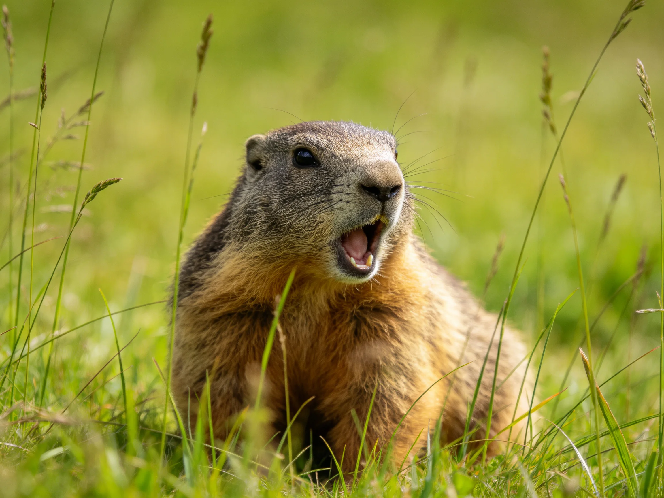 A brown-furred marmot sits in tall green grass with mouth open