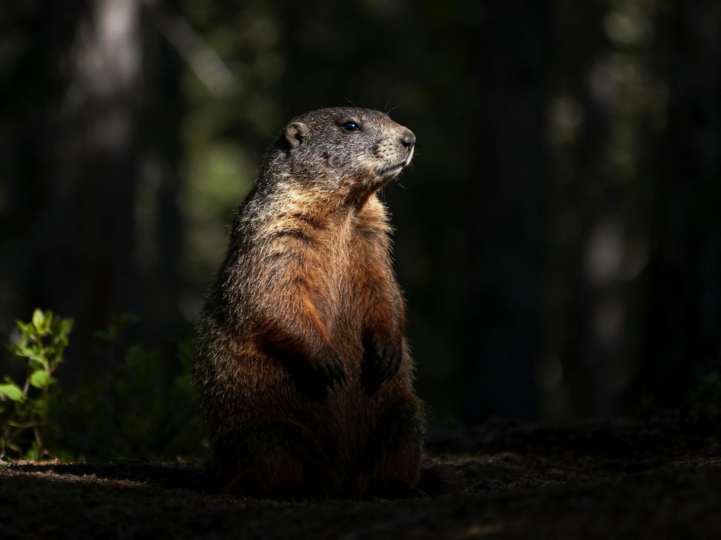 A brown-furred marmot stands watchful in a dimly lit forest glade