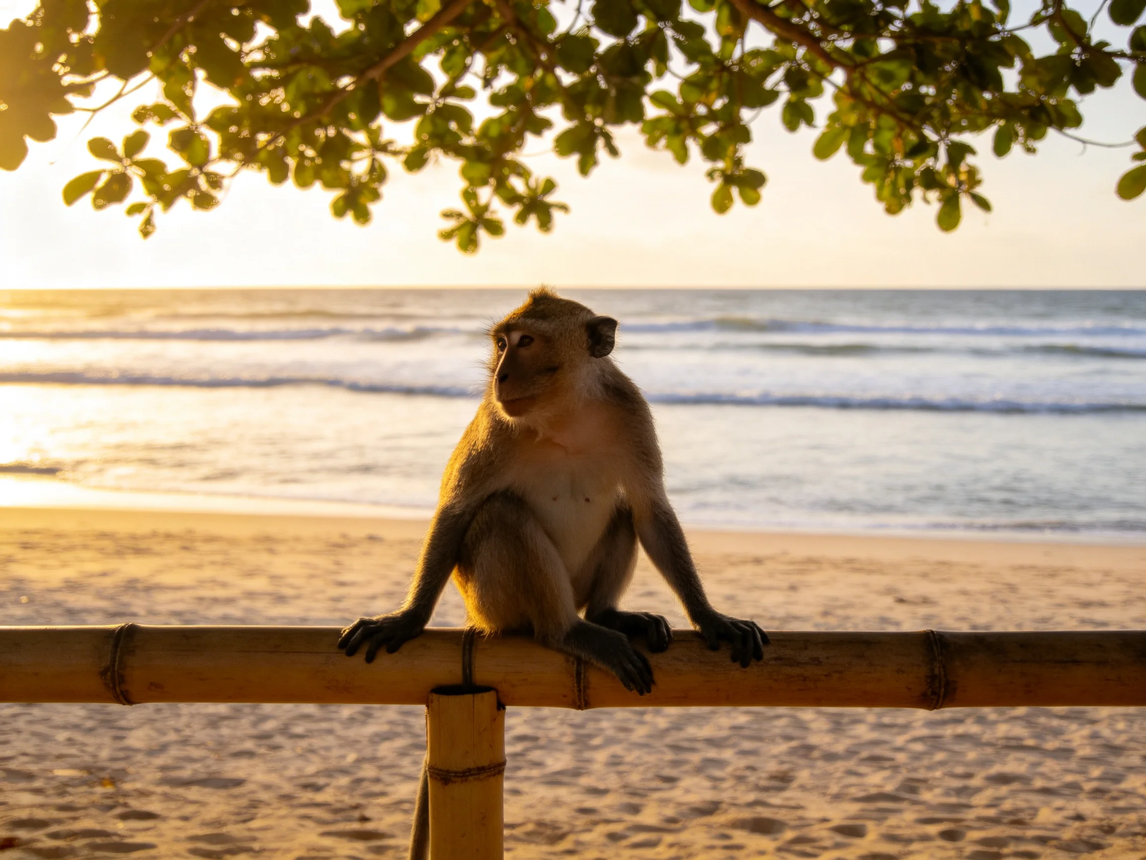 A brown-furred monkey sits on a bamboo railing by a sandy beach at sunset