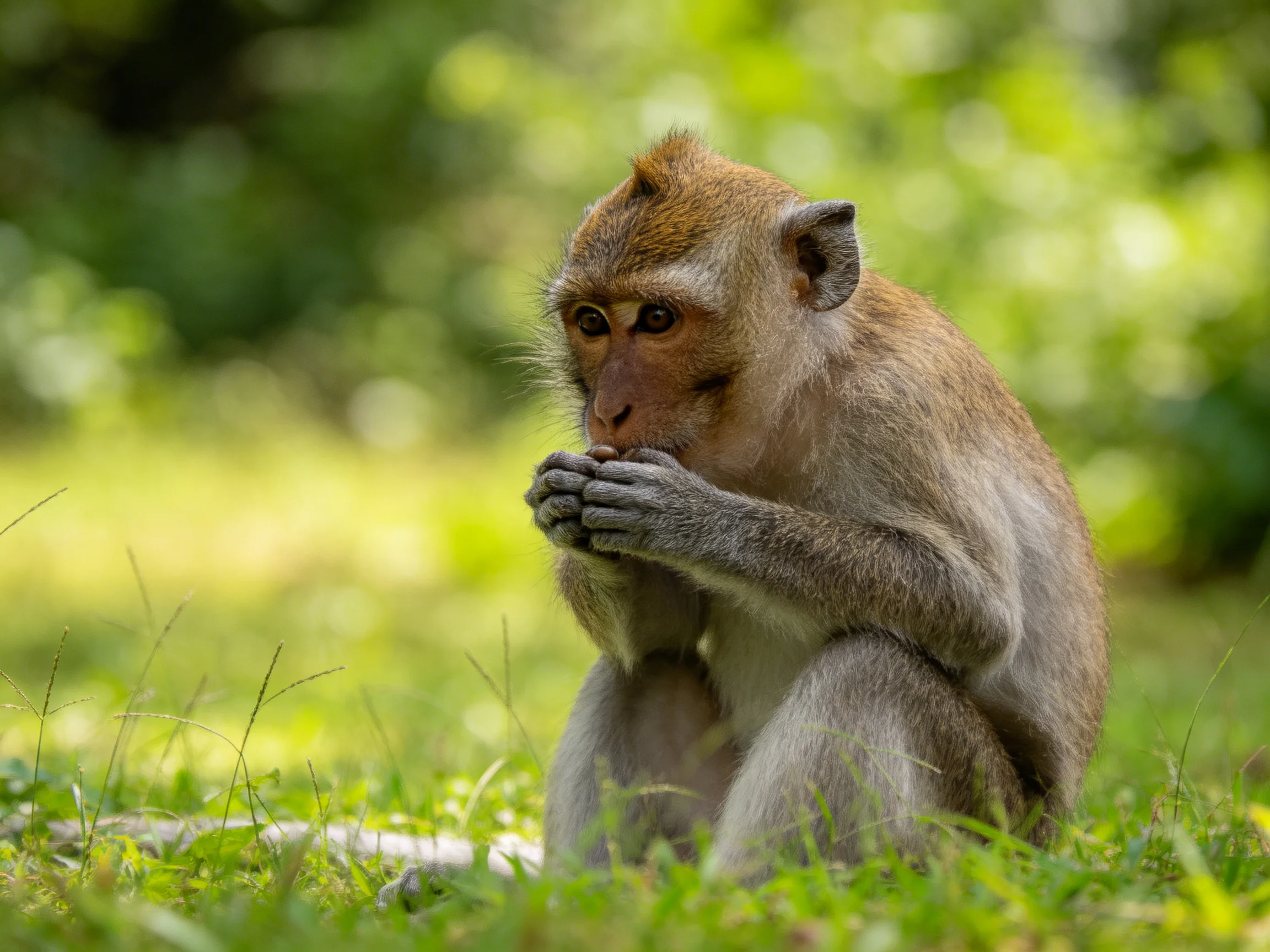 A brown-furred monkey sits on lush green grass in a sunlit forest