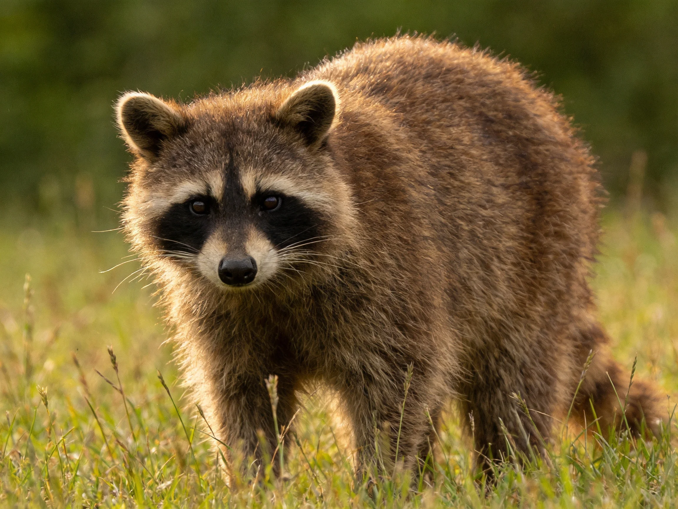 A brown-furred raccoon in tall green grass