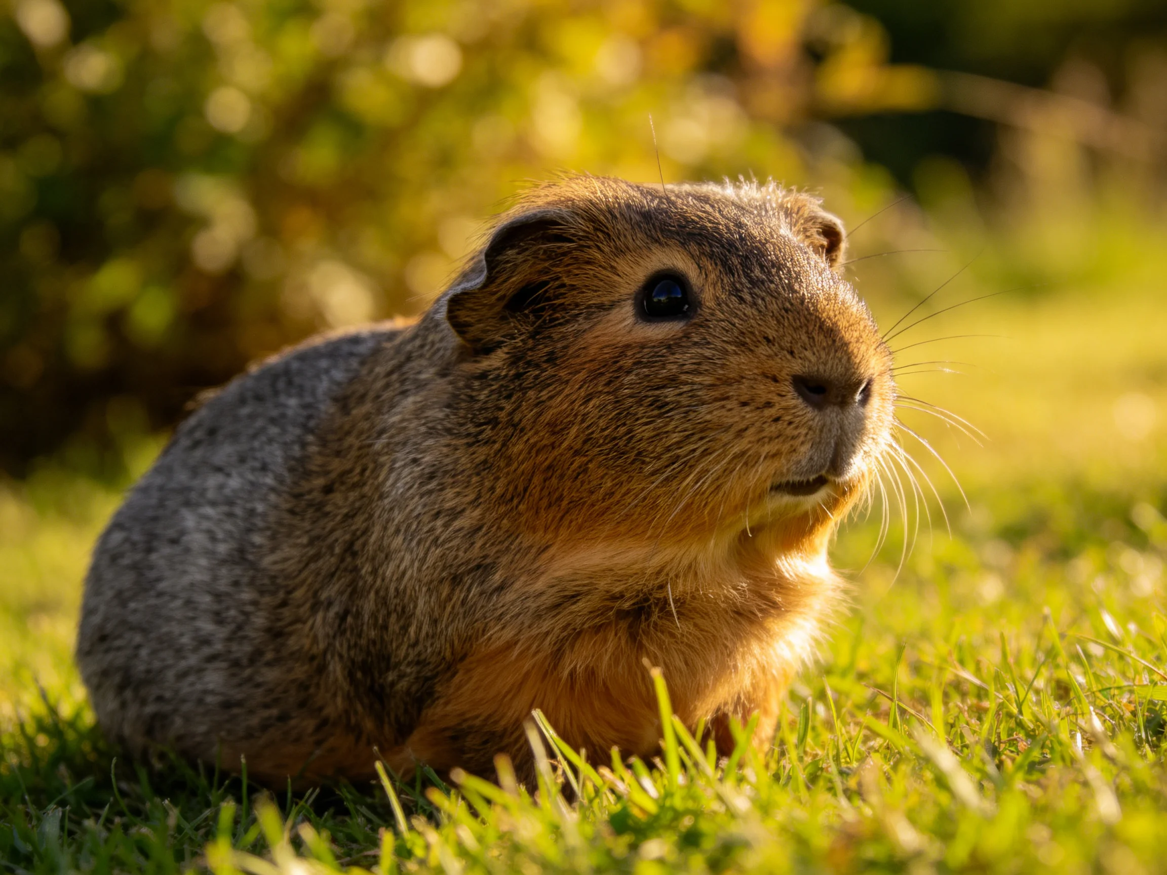 A brown-furred rodent rests on vibrant green grass amid warm sunlight