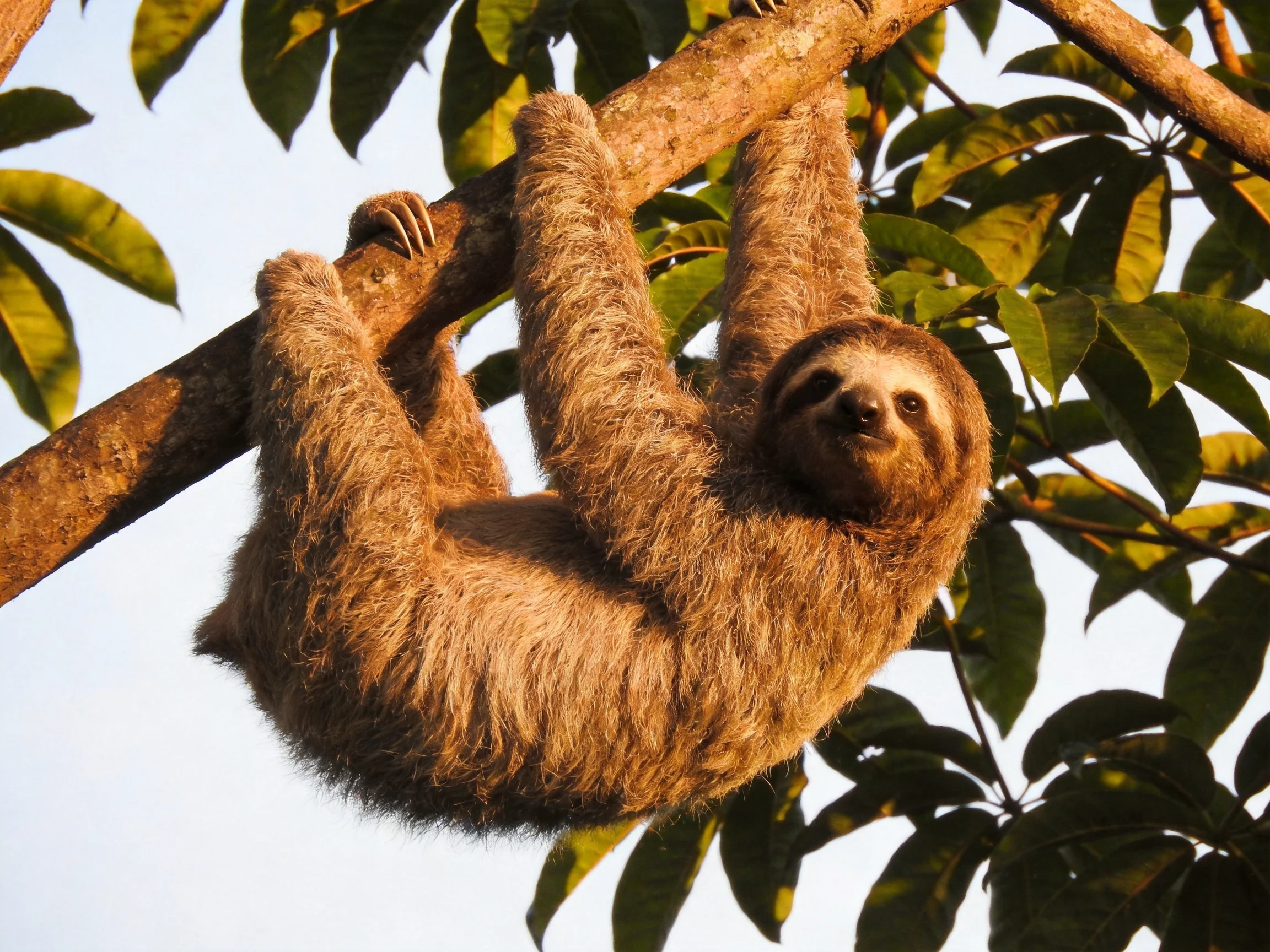 A brown-furred sloth hangs from a tree branch amid green foliage