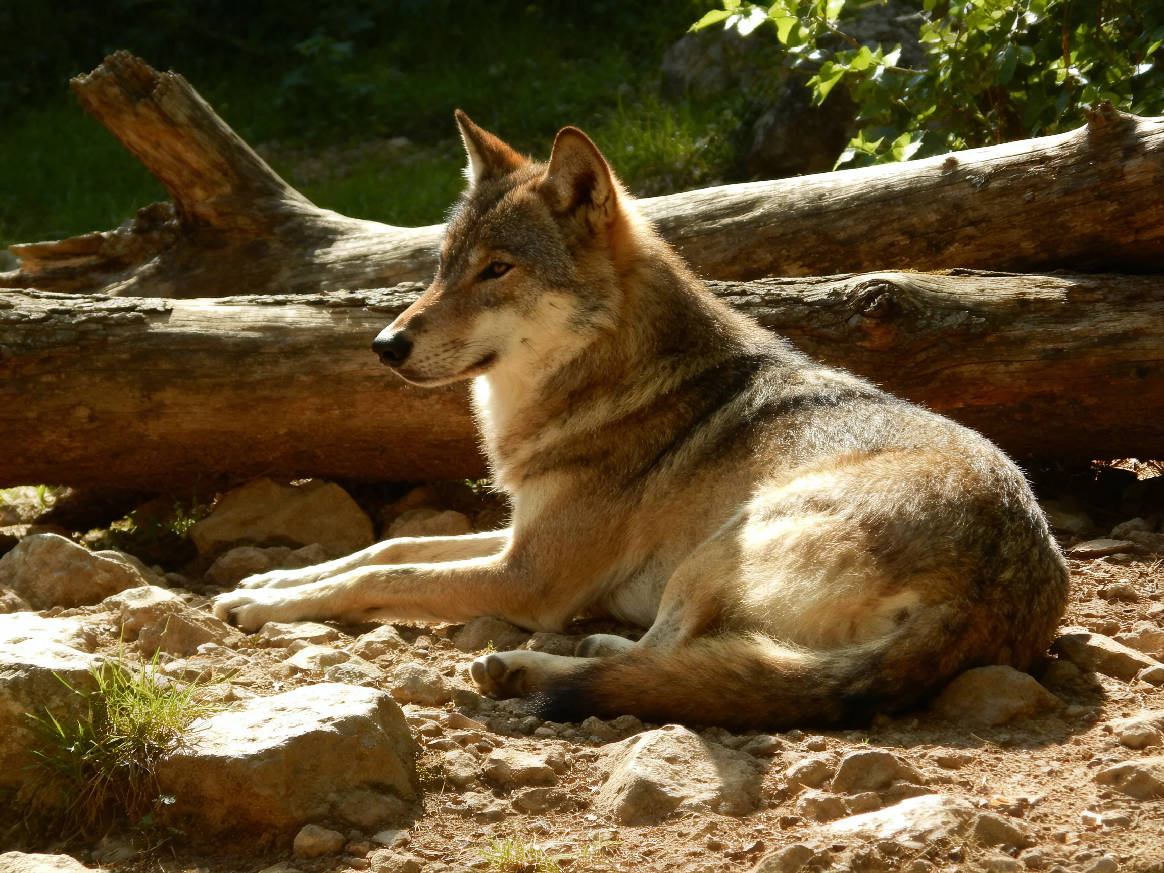A brown-furred wolf rests peacefully among rocks and logs in nature.