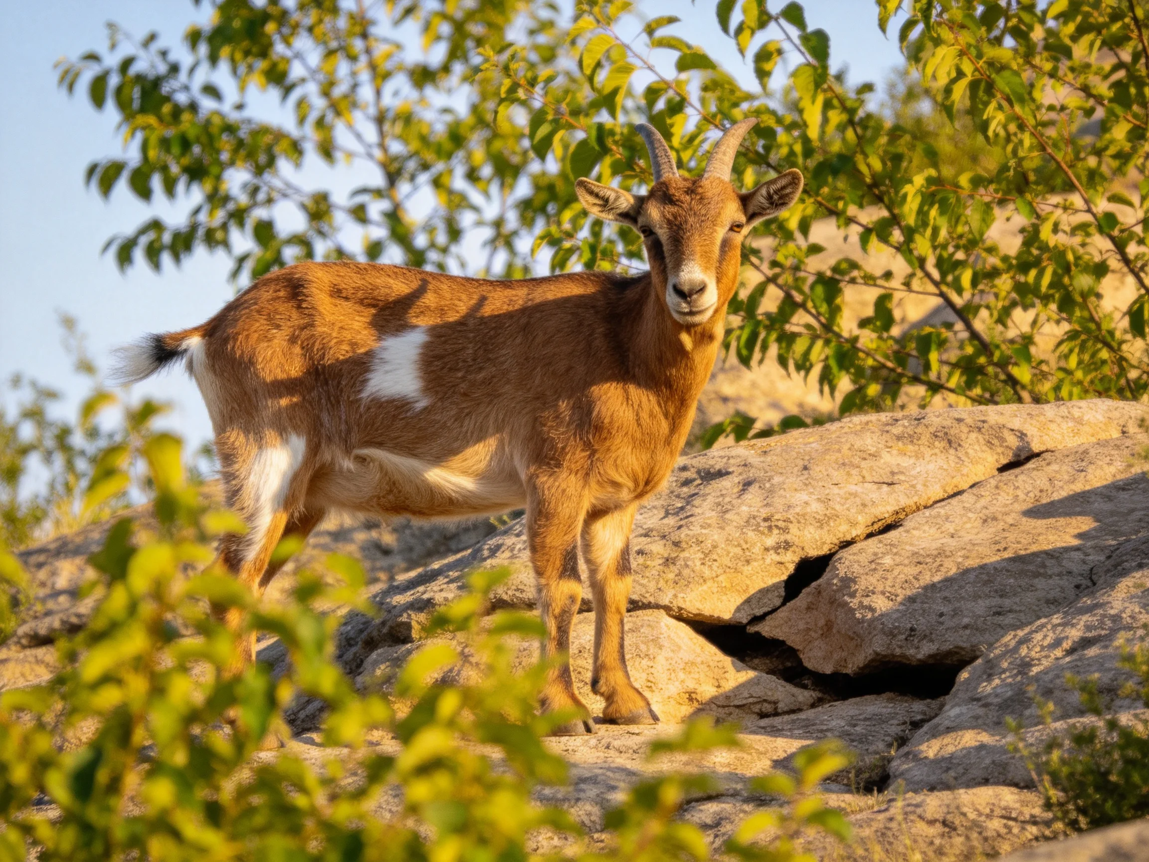 A brown goat stands on rocky terrain amid lush green foliage