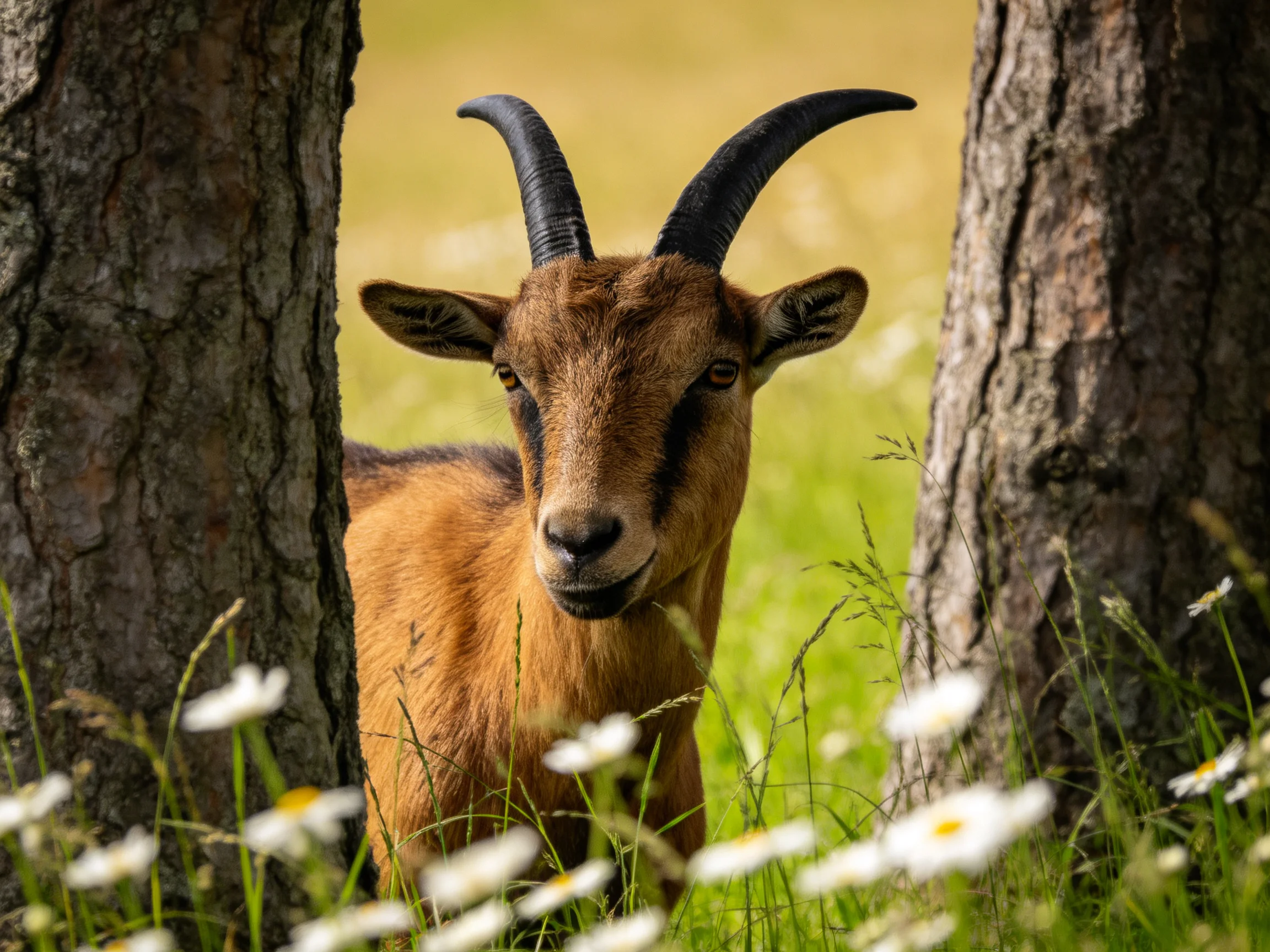 A brown goat stands between two trees in a field of wildflowers.
