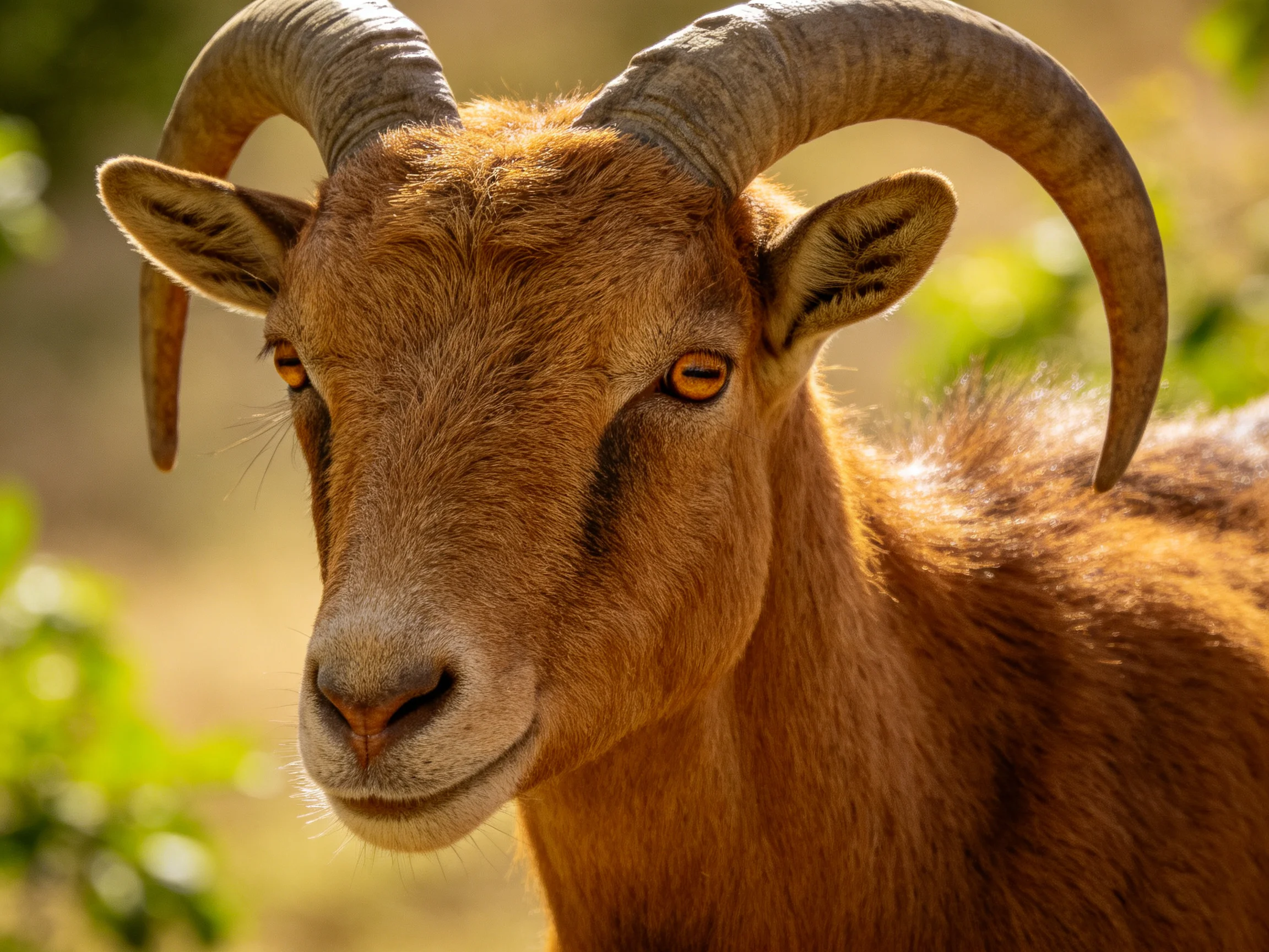 A brown goat with large curved horns stands in a sunlit outdoor setting.