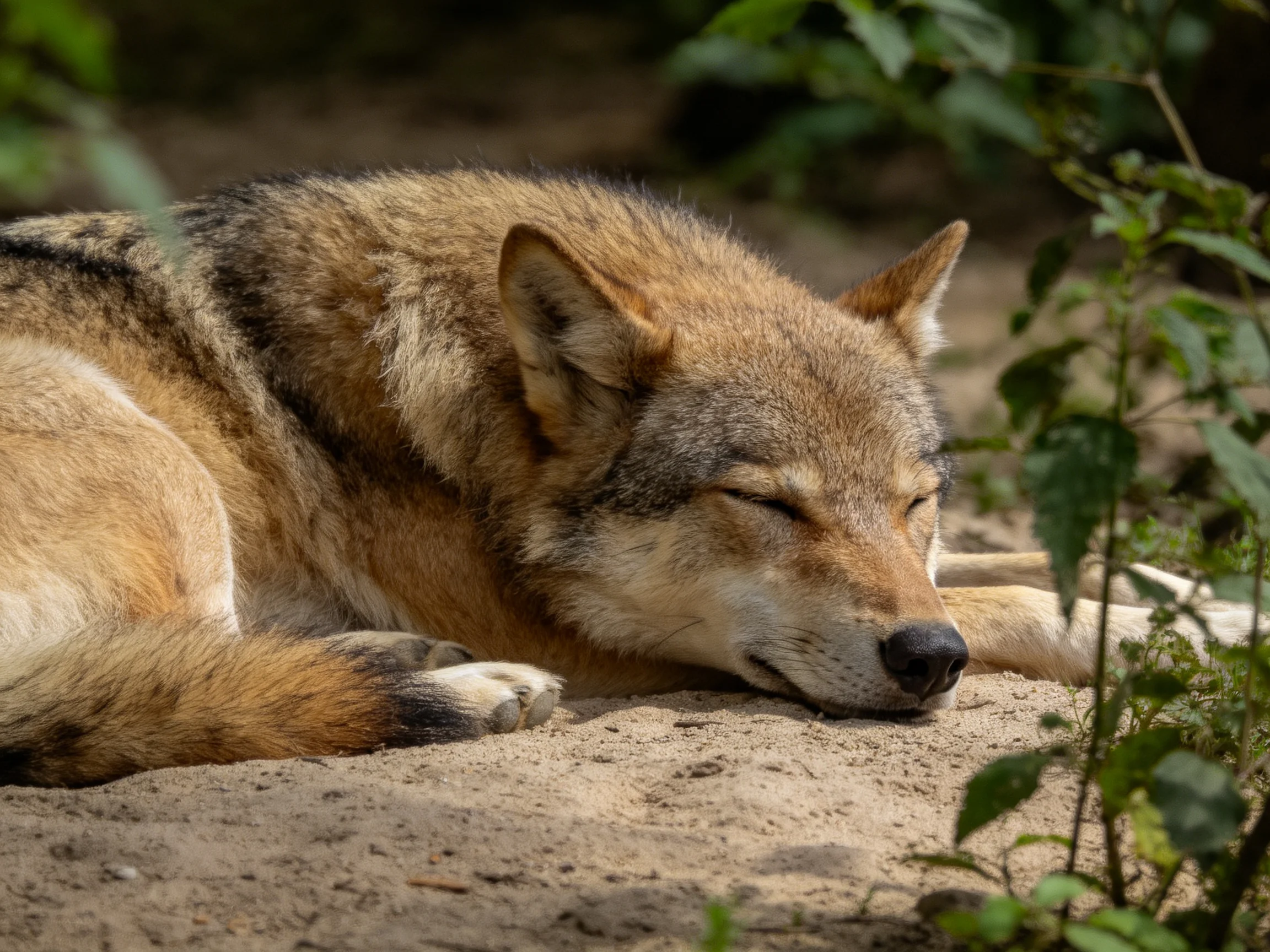 A brown-gray wolf rests amid greenery on sandy ground